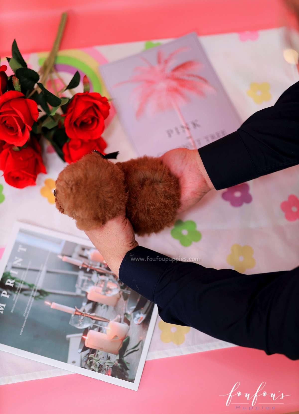 Rouge - Poodle F.