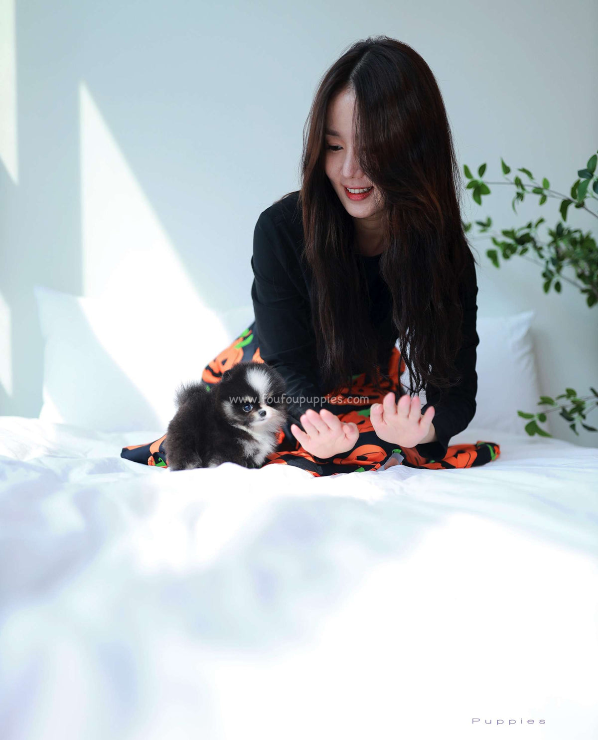 Midnight - Pomeranian F.