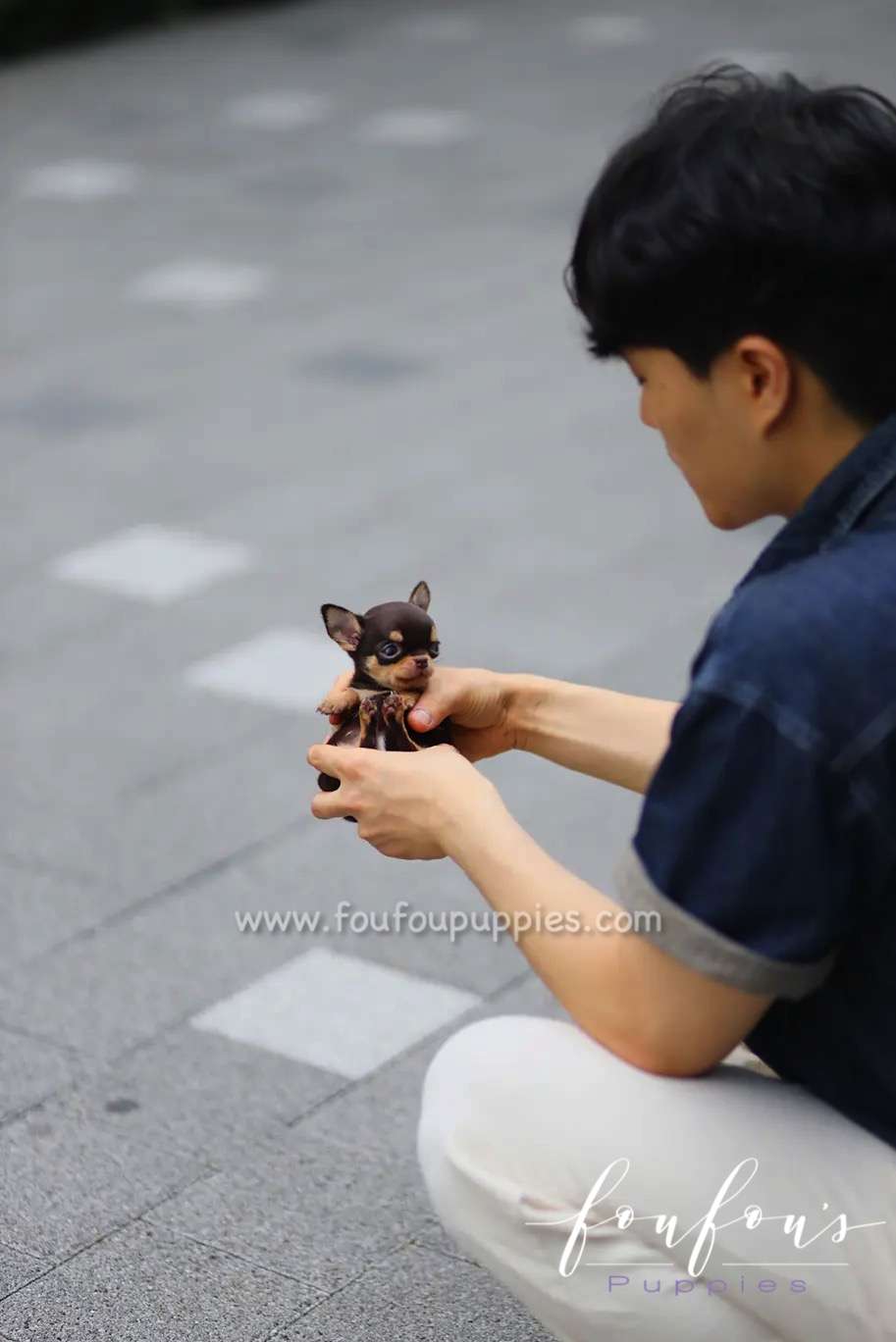 Choco - Chihuahua f.