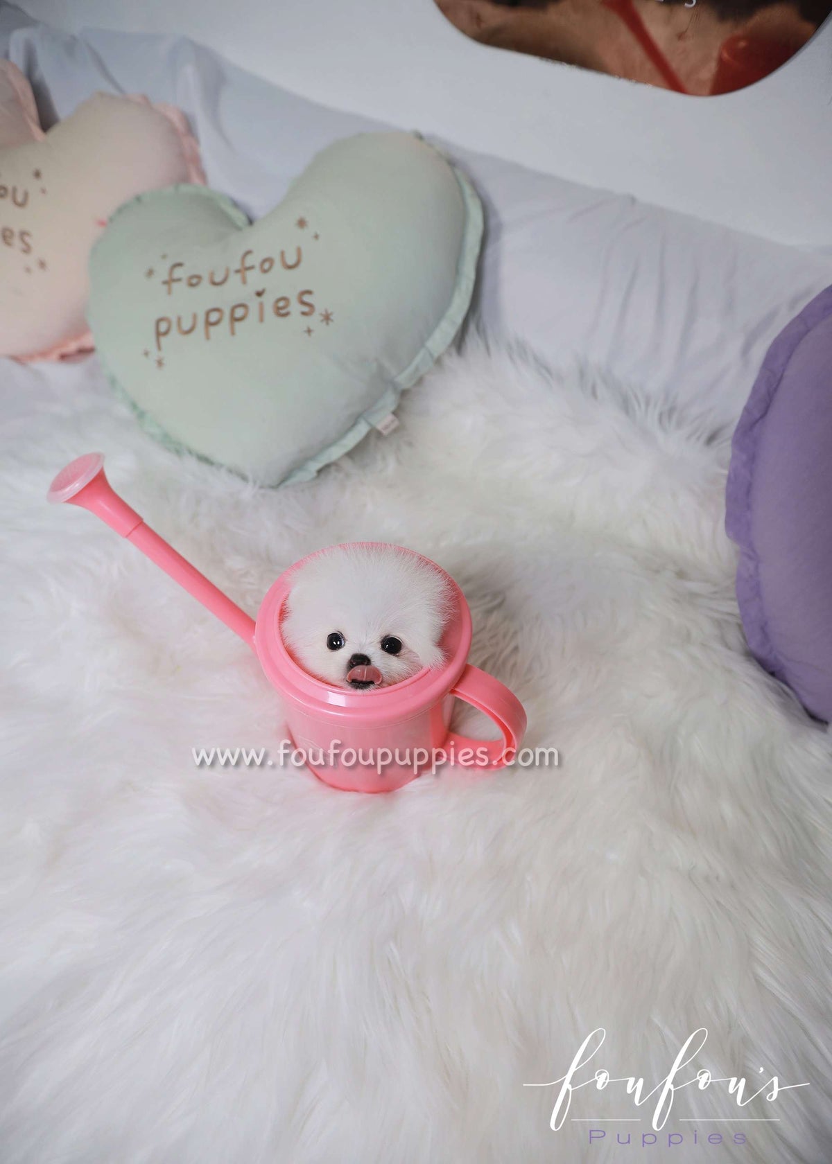 Electra - Pomeranian F.