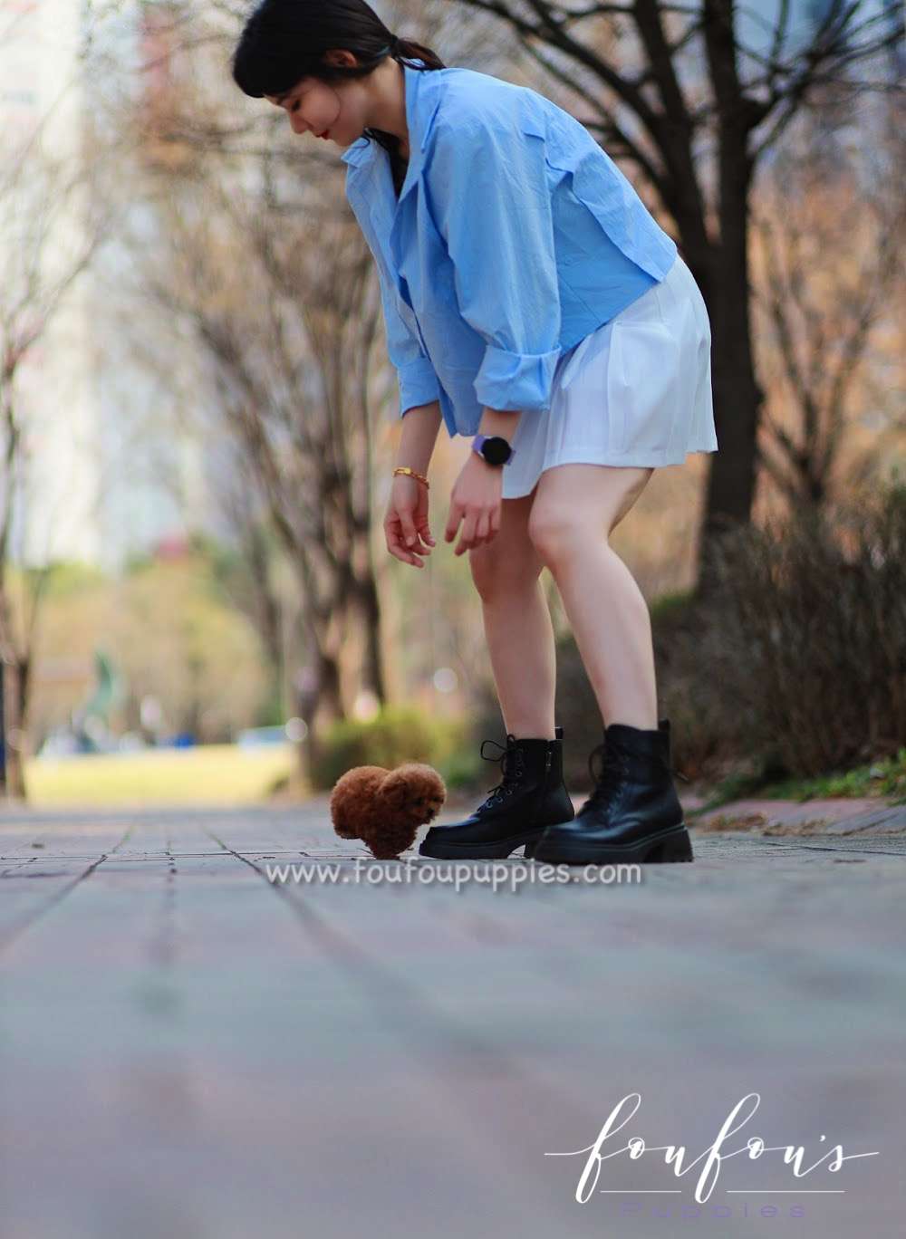 Zoey - Poodle F.