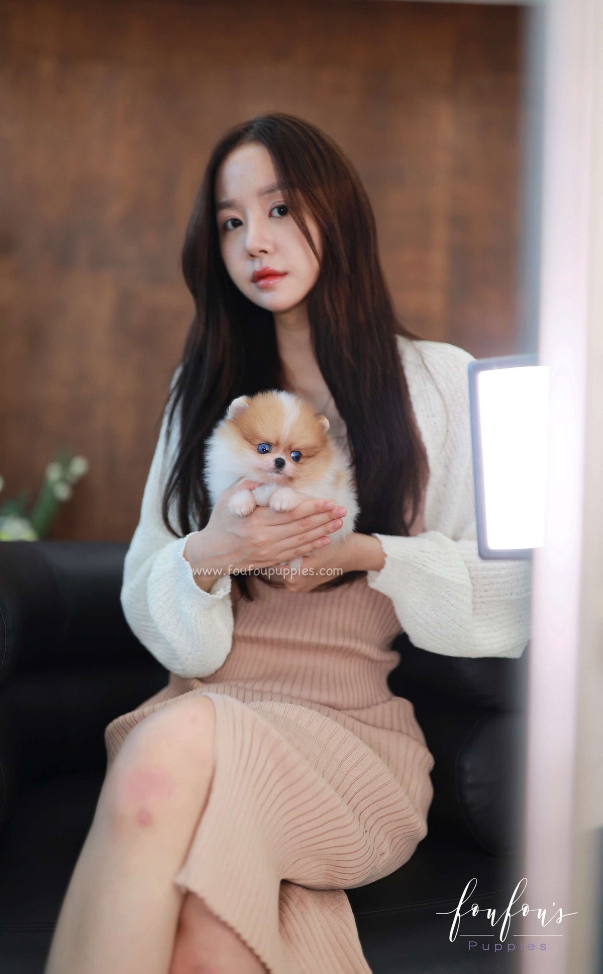 Bluey - Pomeranian M.