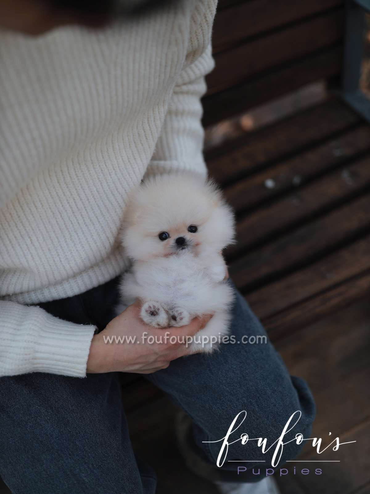 Brie - Pomeranian F.