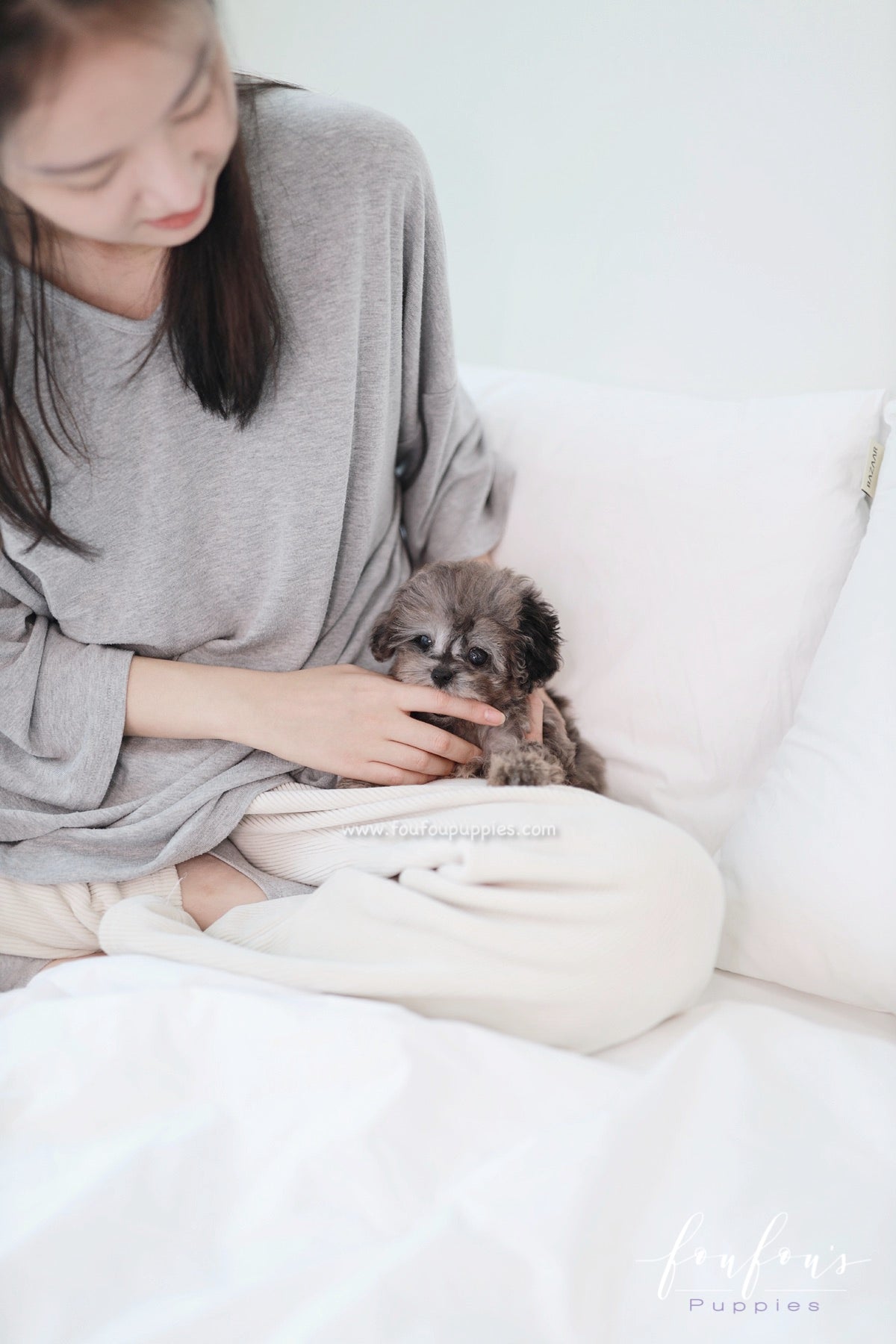 Ziggy - Maltipoo M.