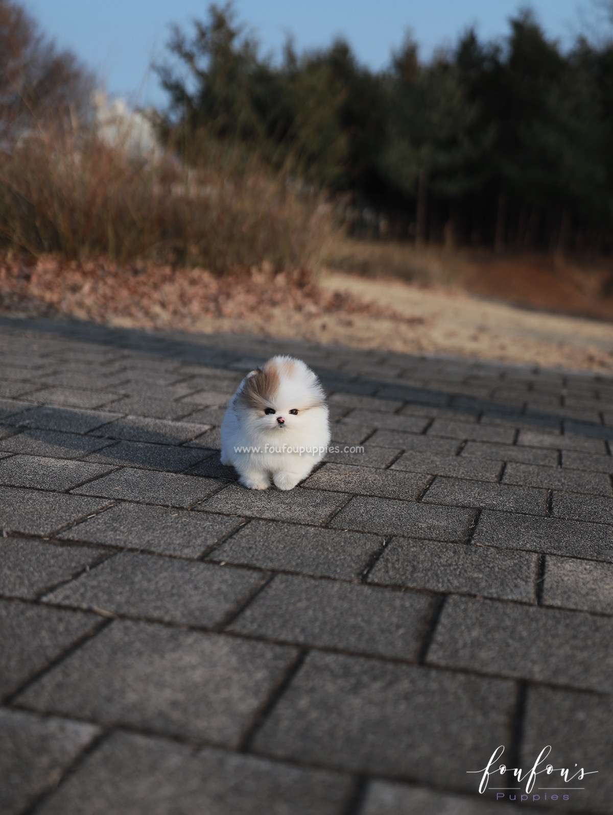 Marbles - Pomeranian F.