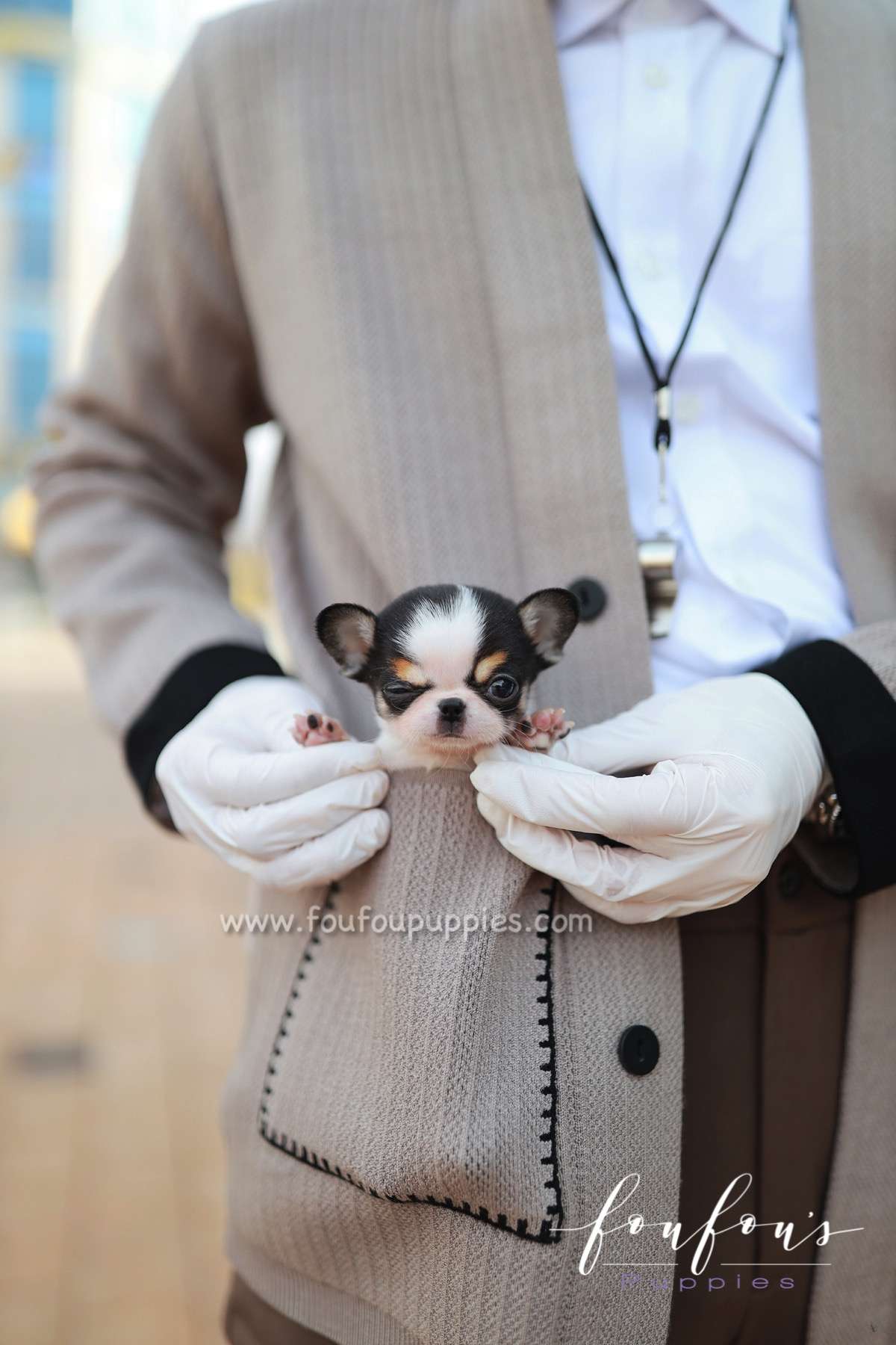 Tango - Chihuahua M.