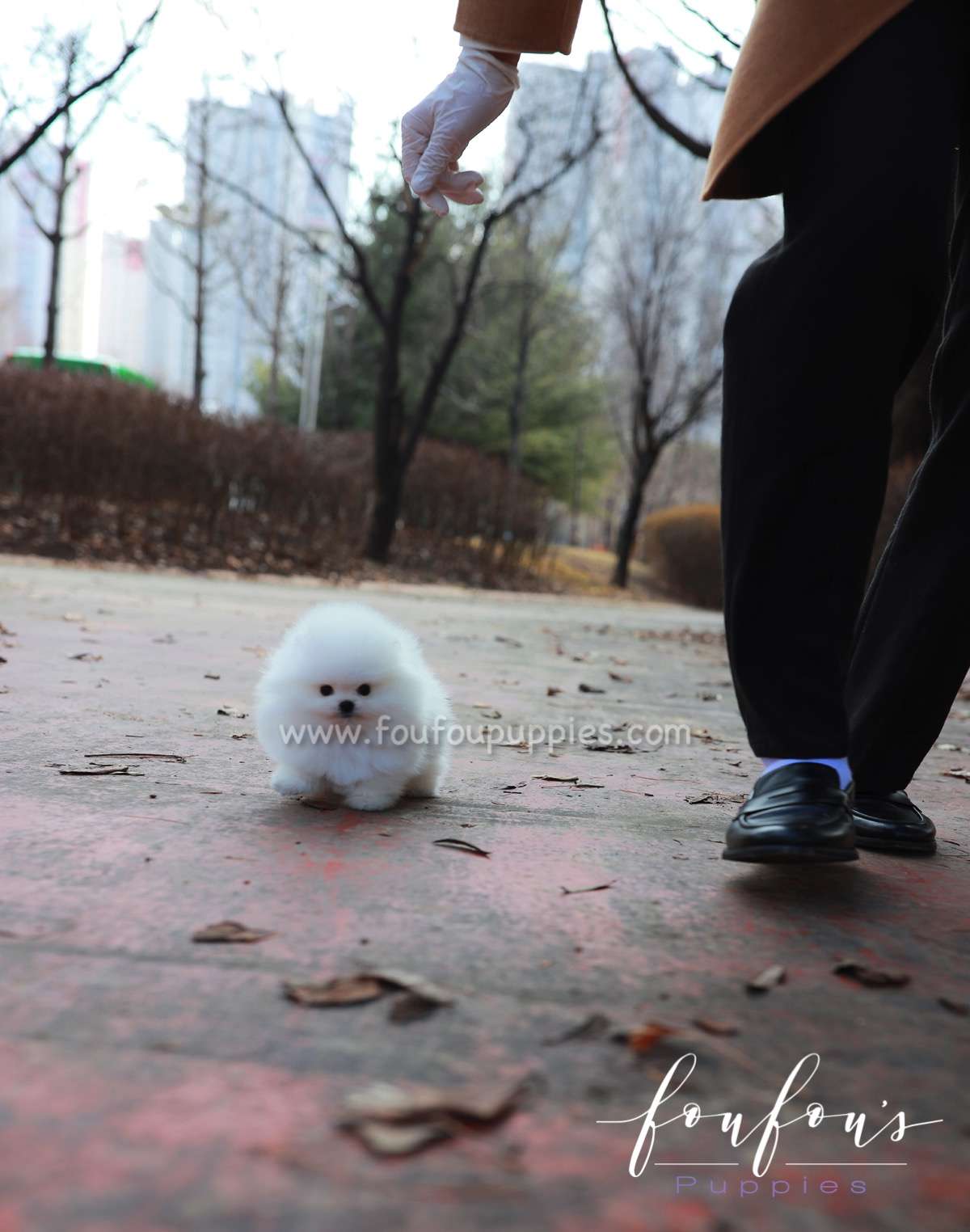 La Jaconde - Pomeranian F.