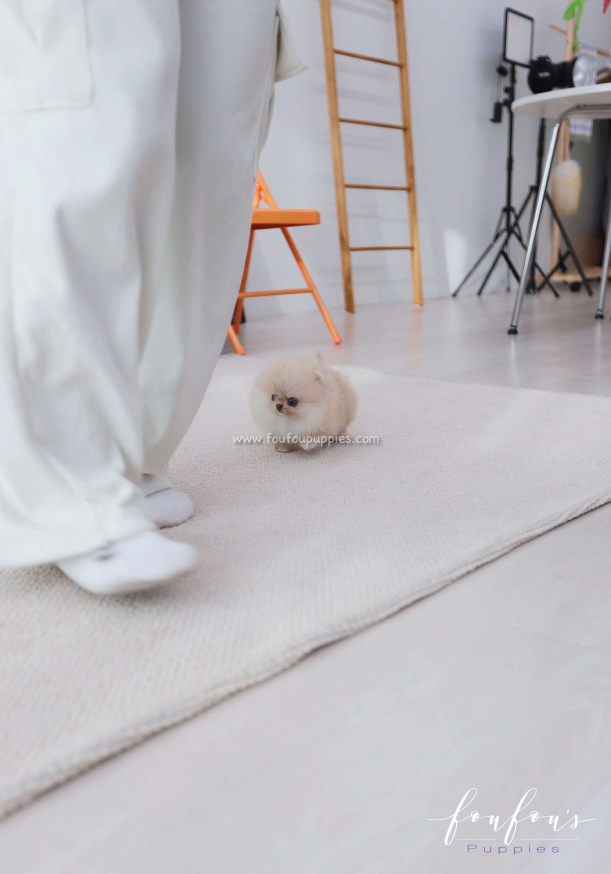 Coco - Pomeranian F.