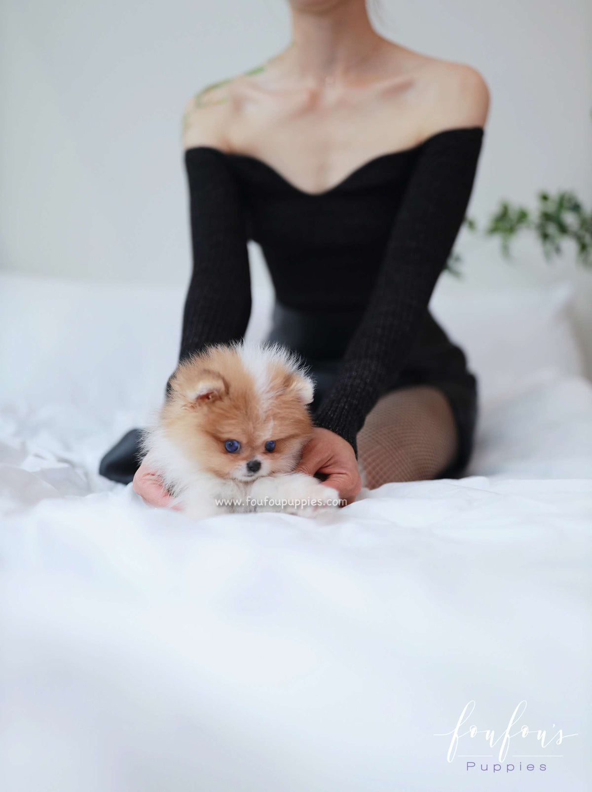 Bluey - Pomeranian M.