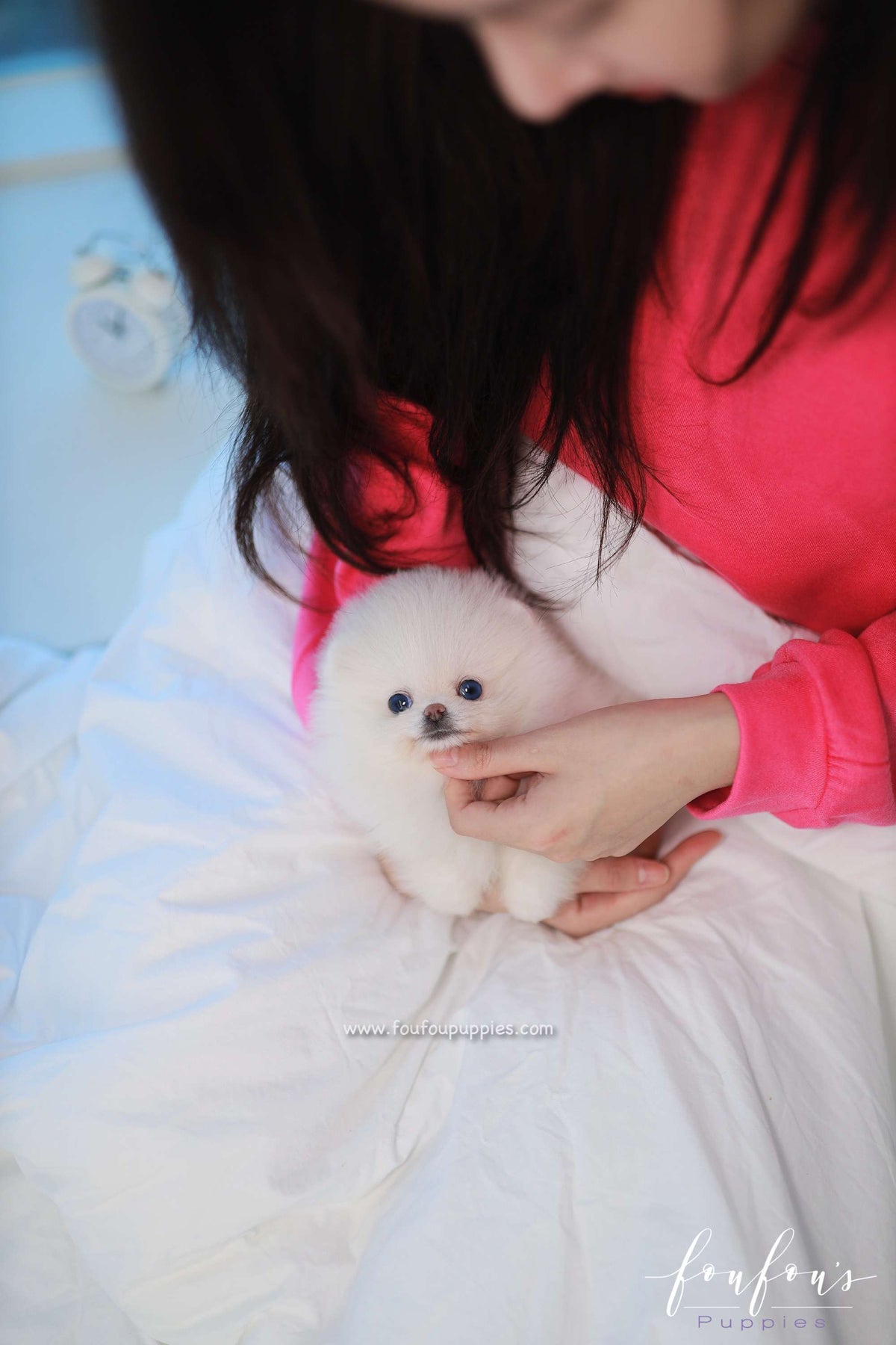 Roxy - Pomeranian F.
