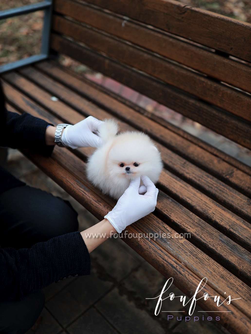 Amore- Pomeranian F.