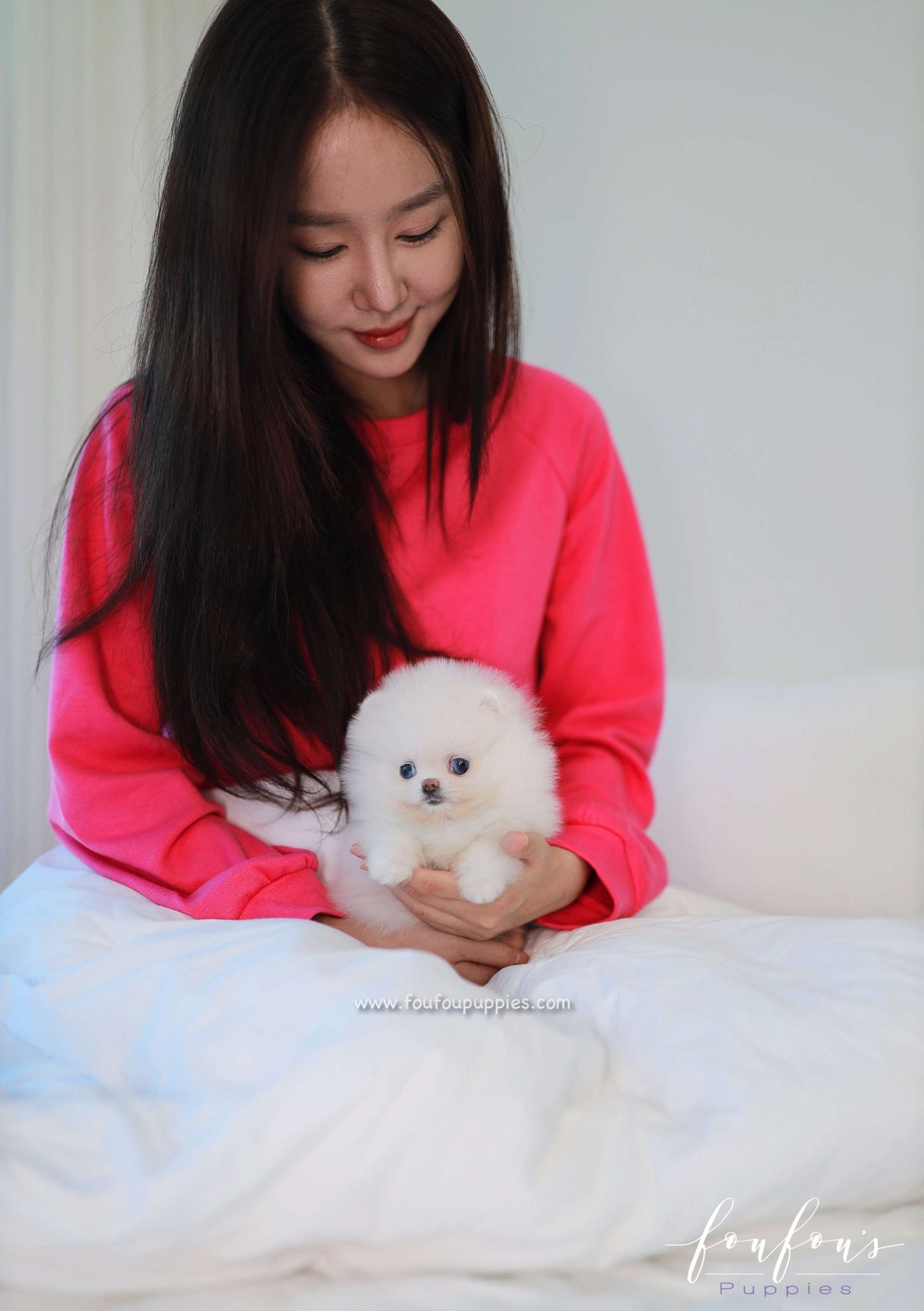 Roxy - Pomeranian F.