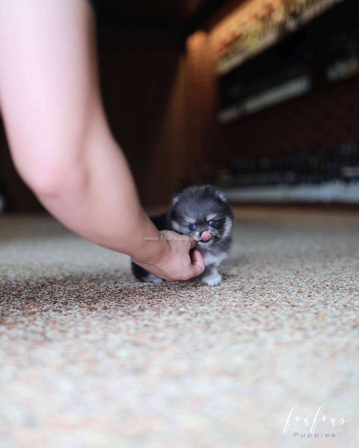 Chance - Pomeranian M.