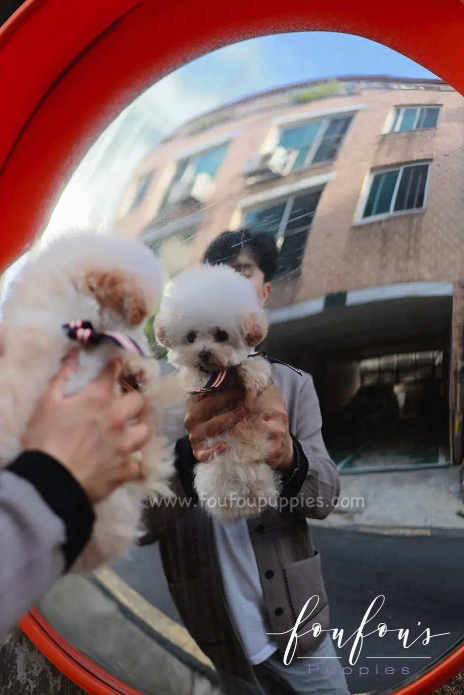 Helena - Maltipoo F.