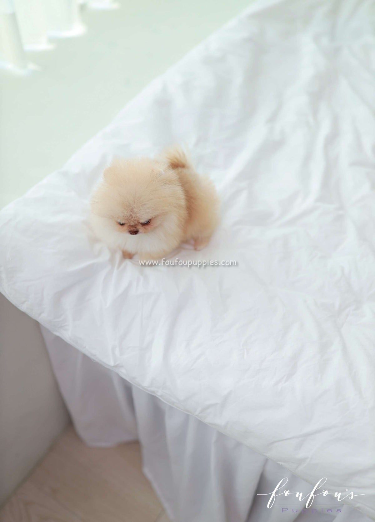 Coco - Pomeranian F.