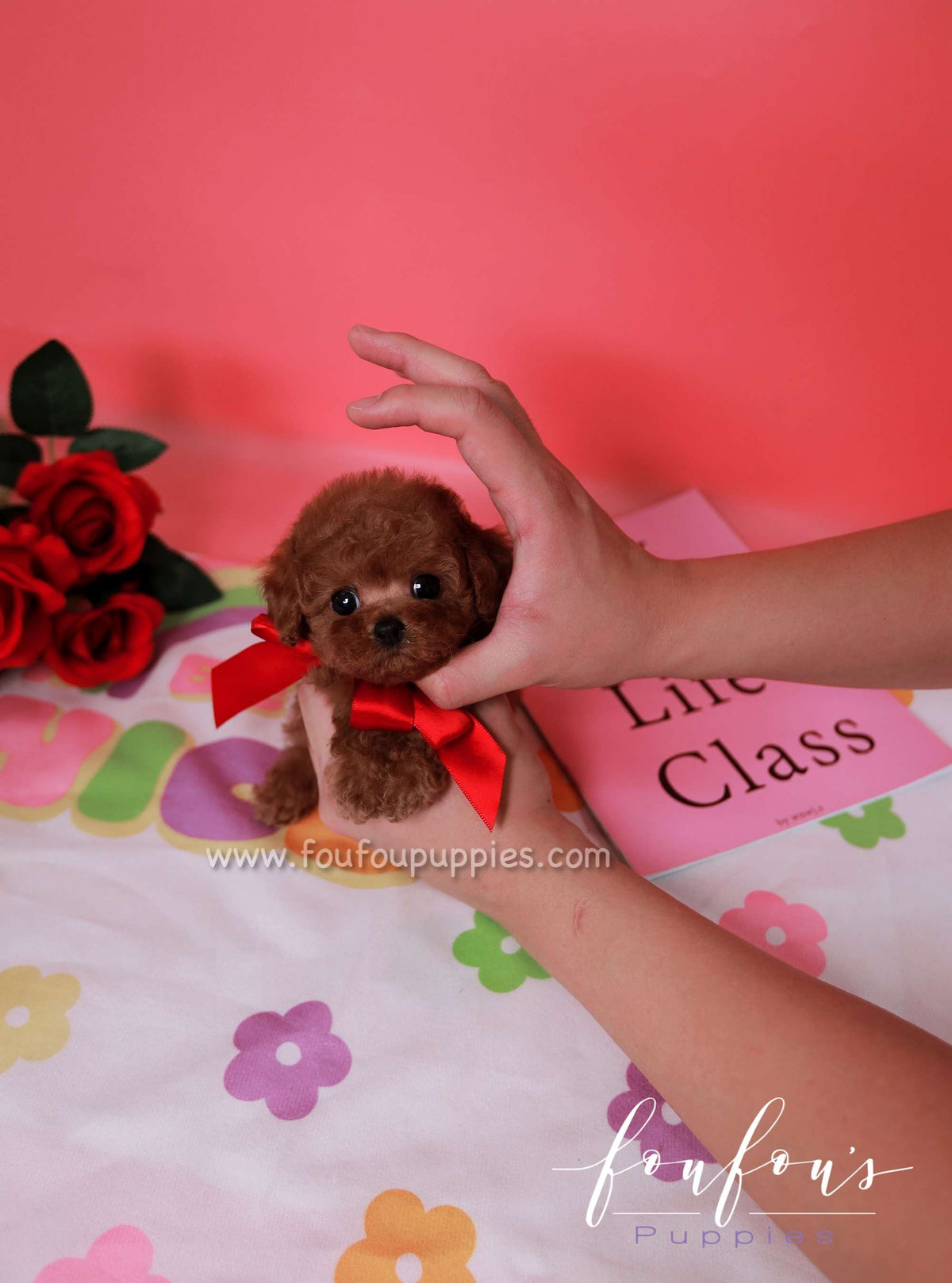 Scarlet - Poodle F.