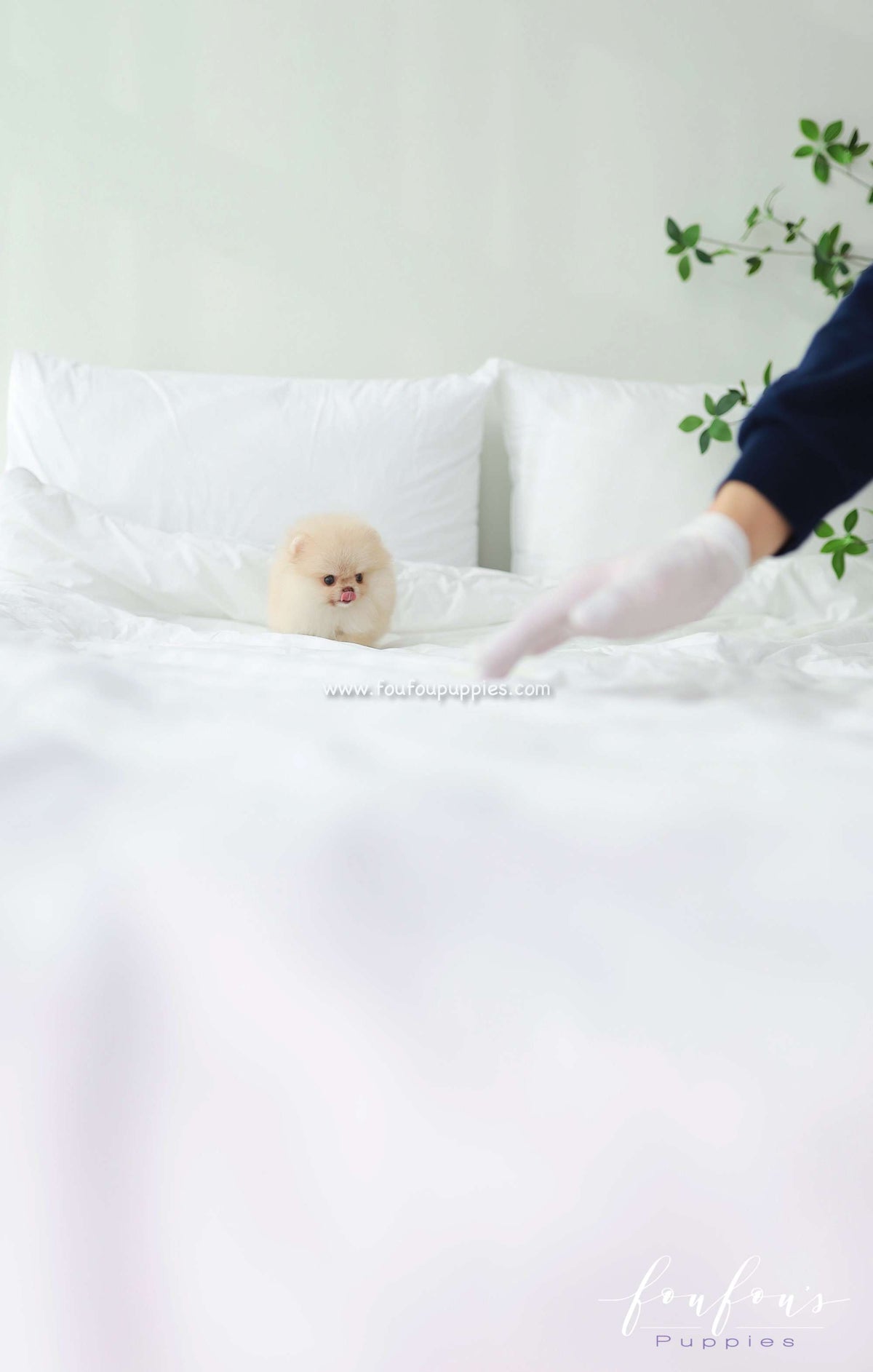 Coco - Pomeranian F.