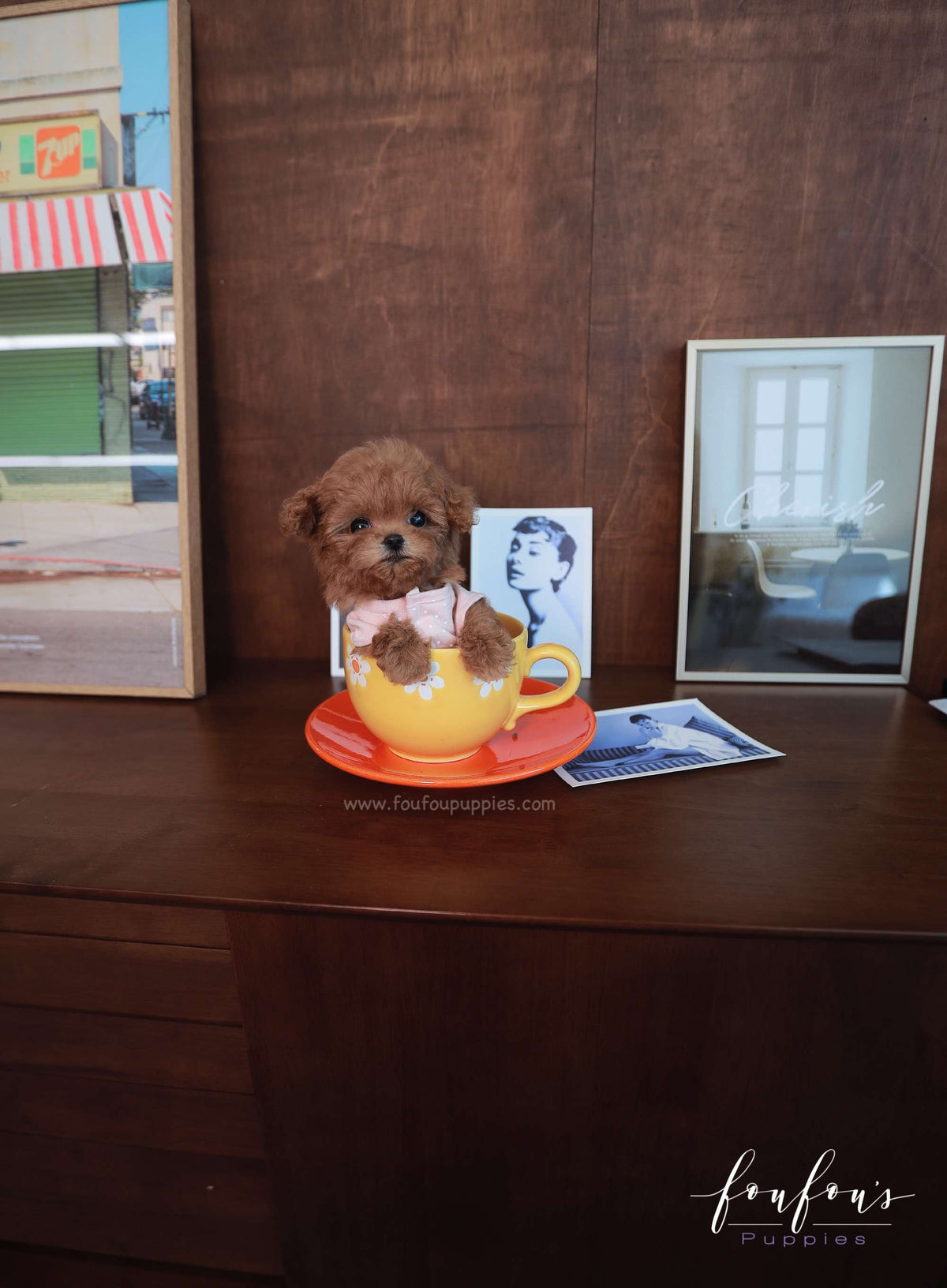 Rouge - Poodle F.