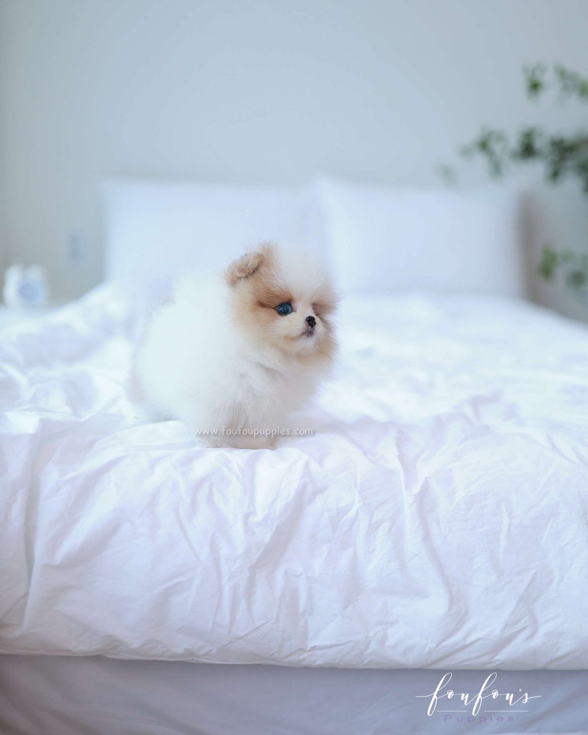 Bijou - Pomeranian F.