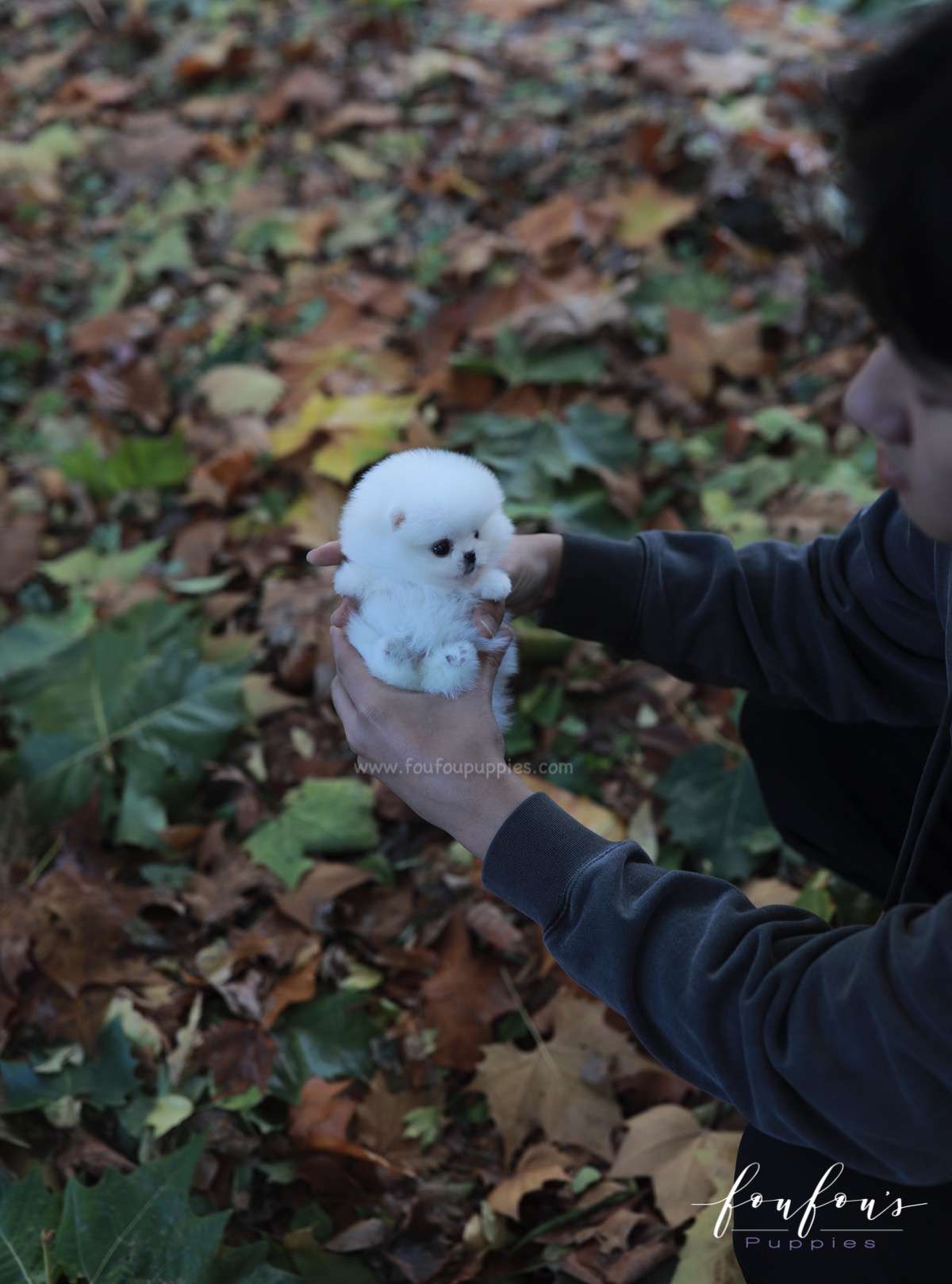 Frosty - Pomeranian M.