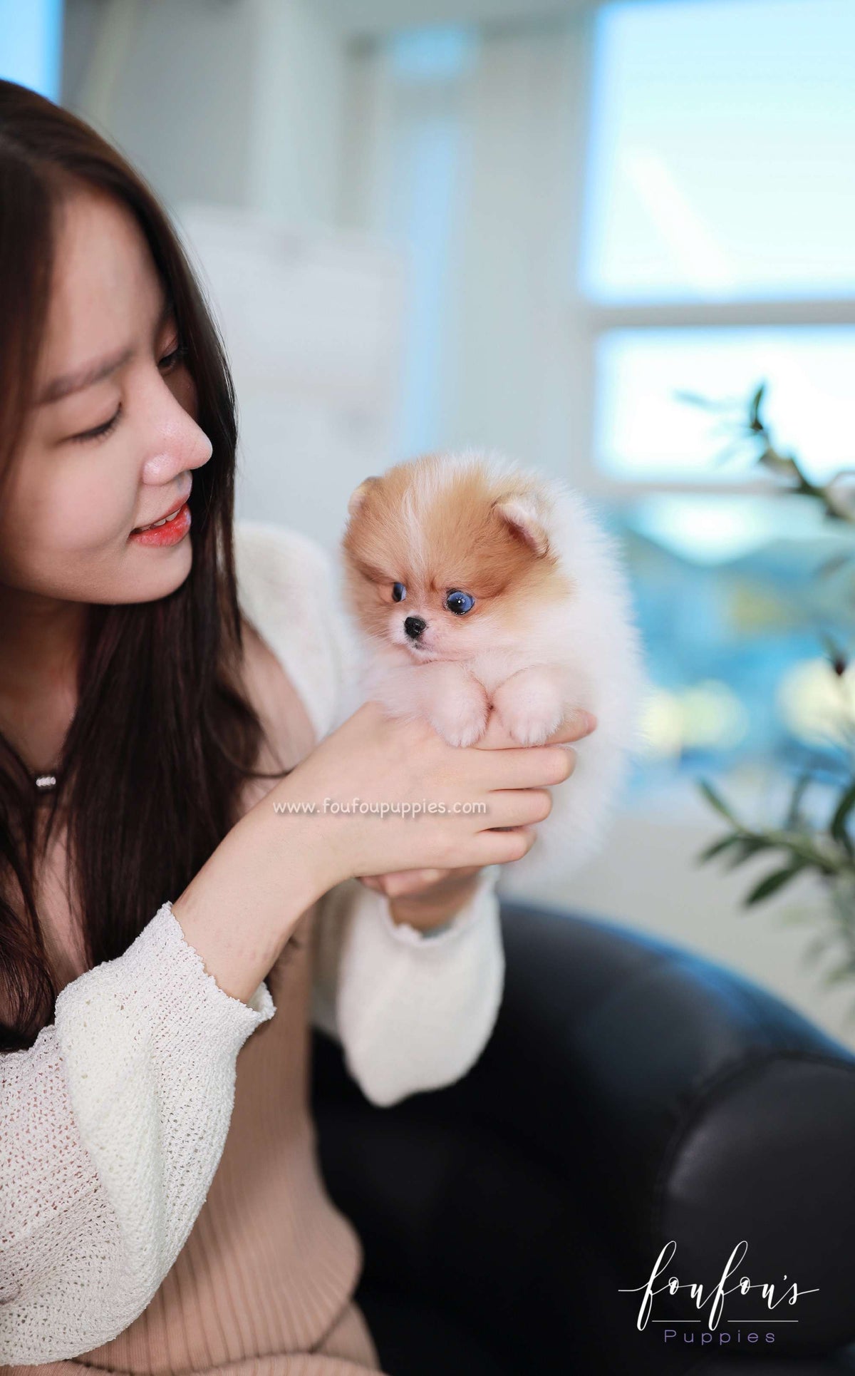 Bluey - Pomeranian M.