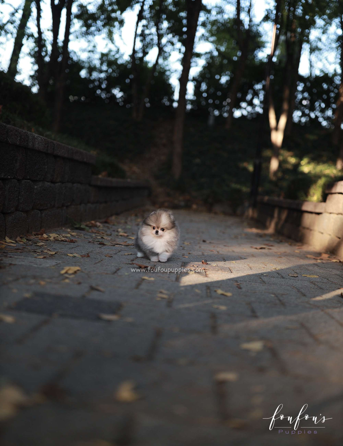 Luxor - Pomeranian M.