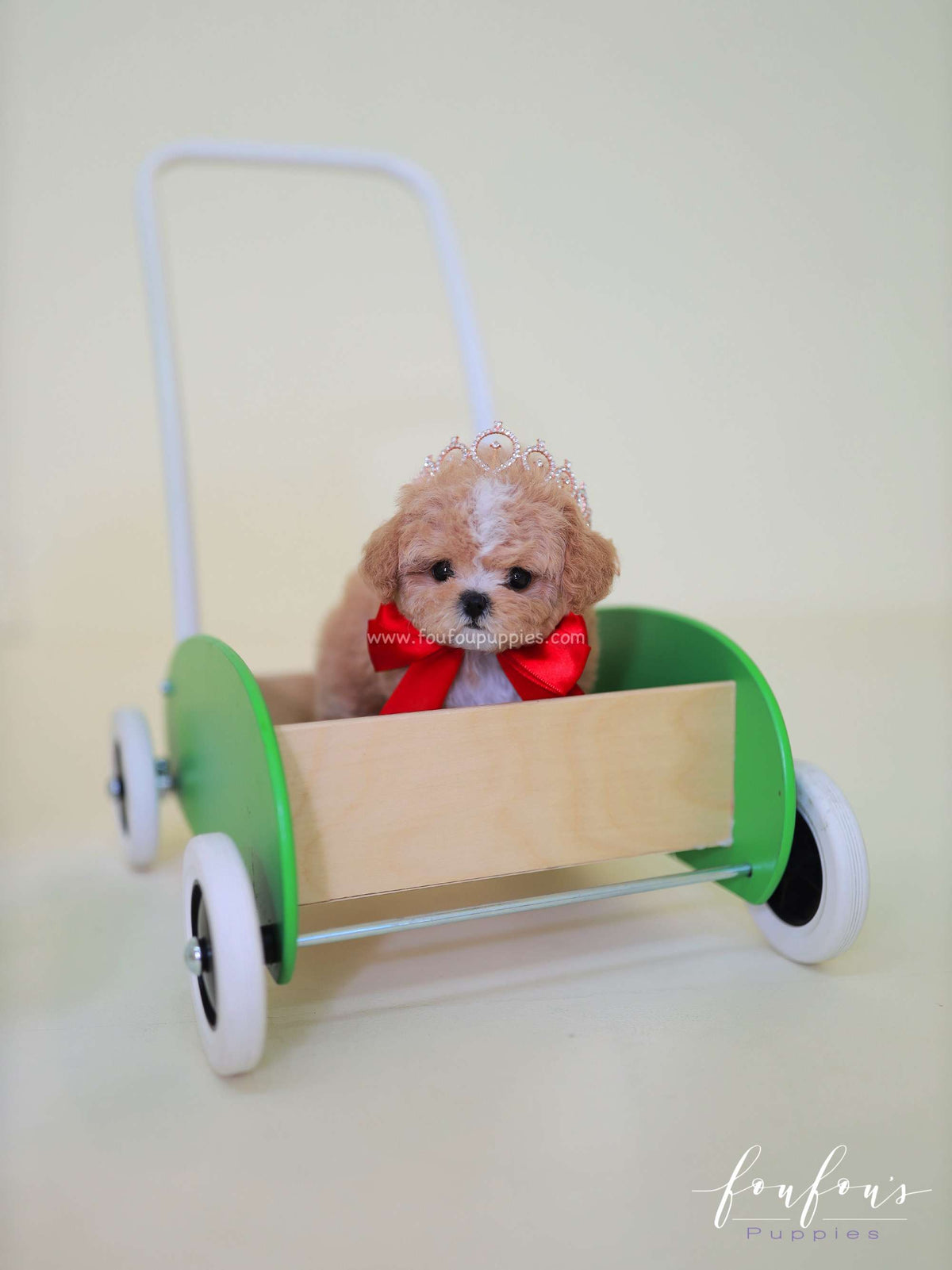 SugarPlum - Maltipoo F.