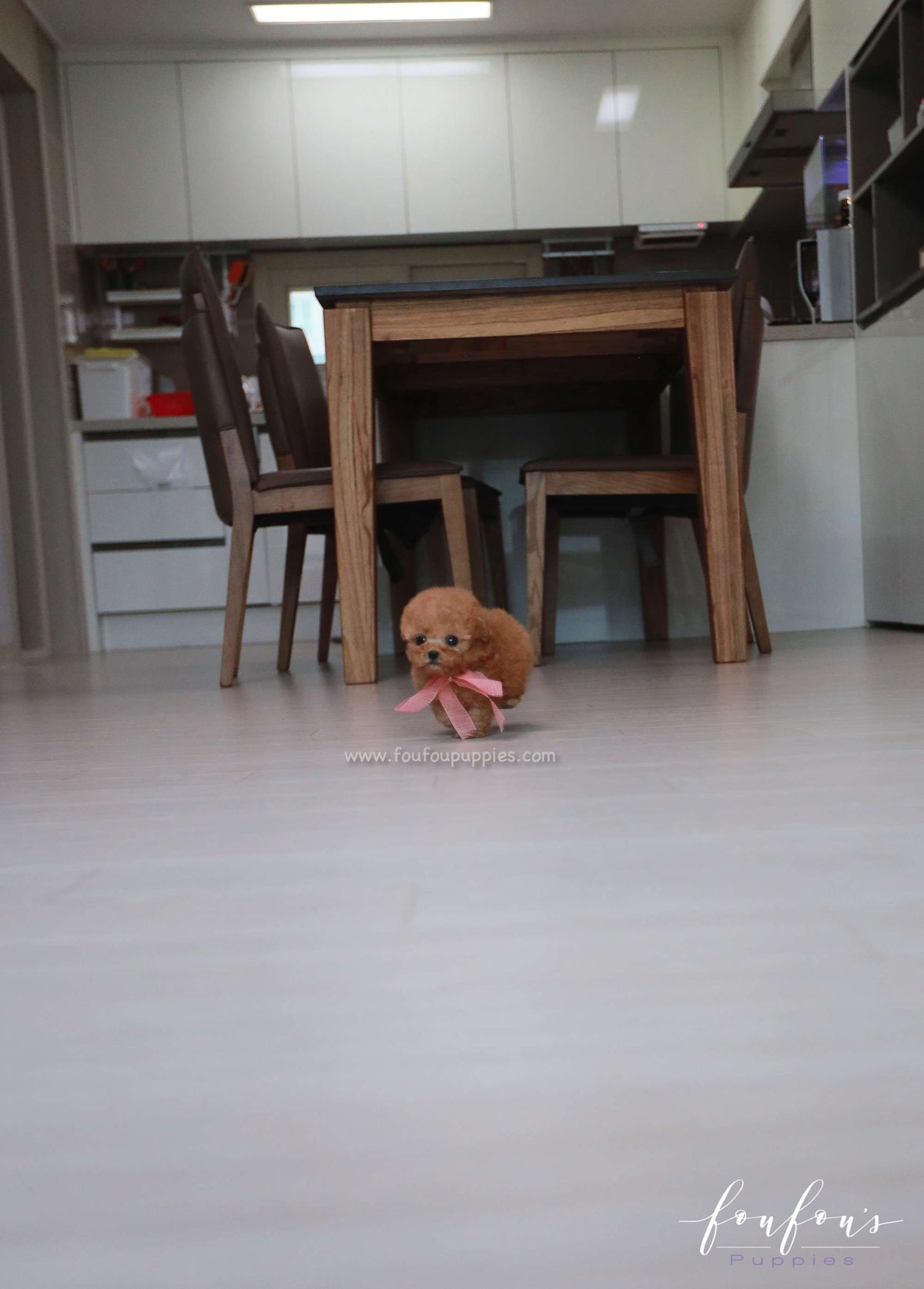 Chloé - Poodle F.