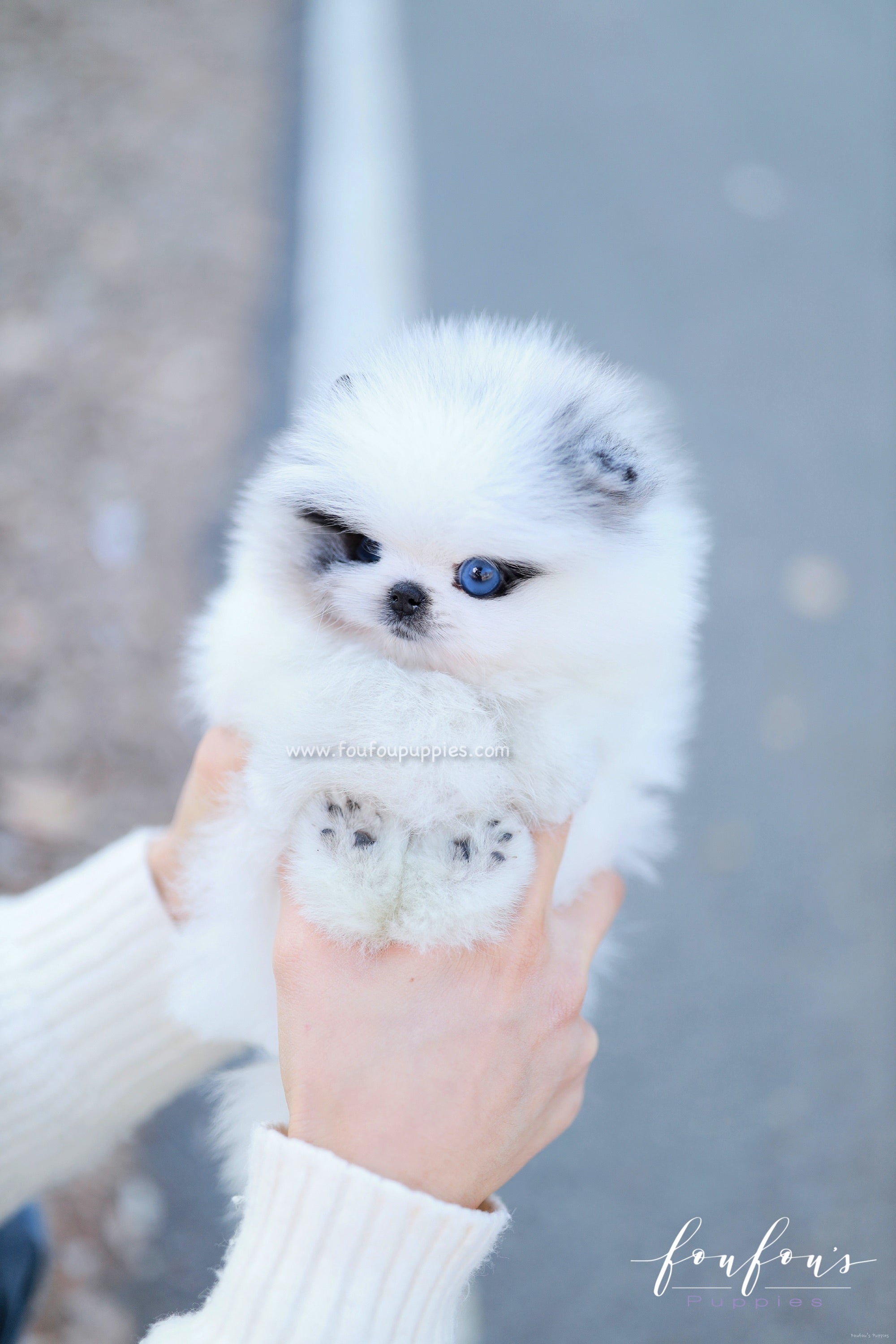 Bleu - Pomeranian M.