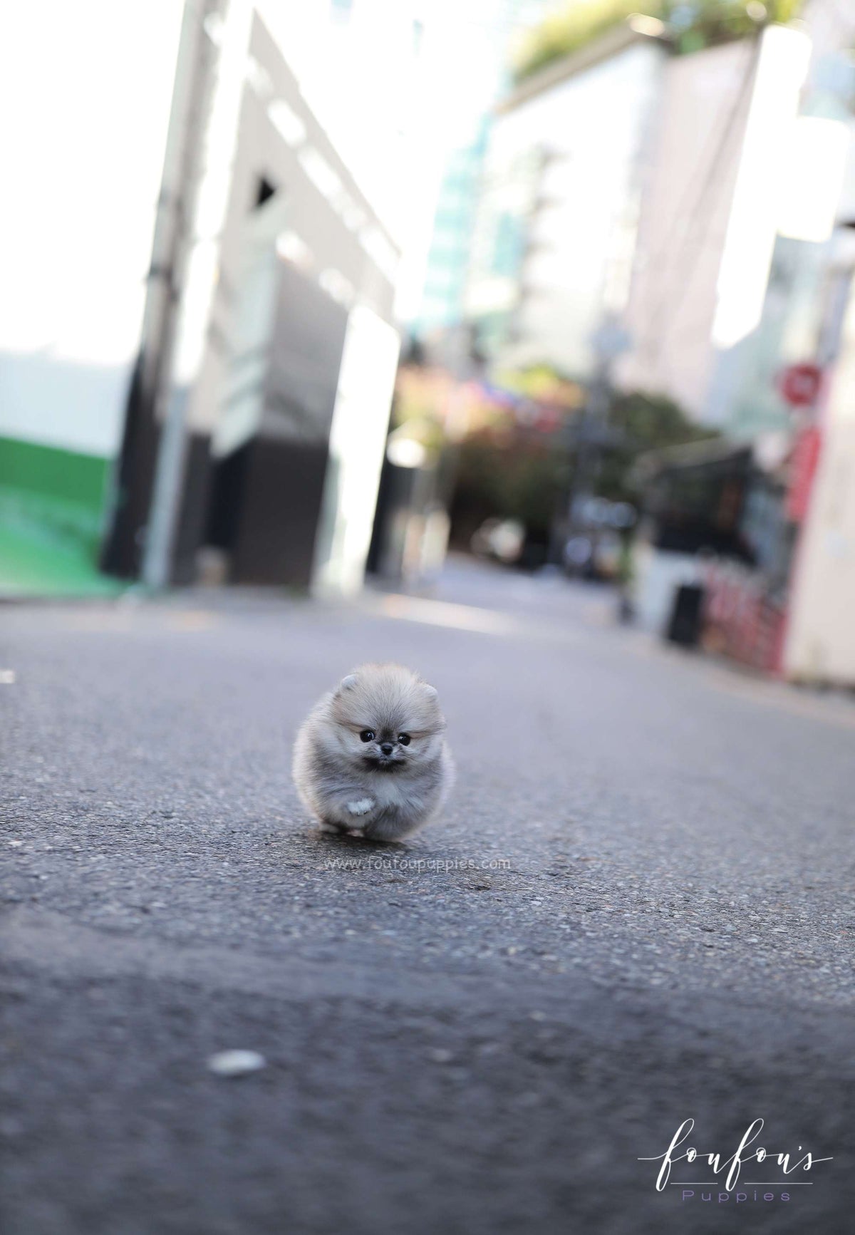 Céline - Pomeranian F.