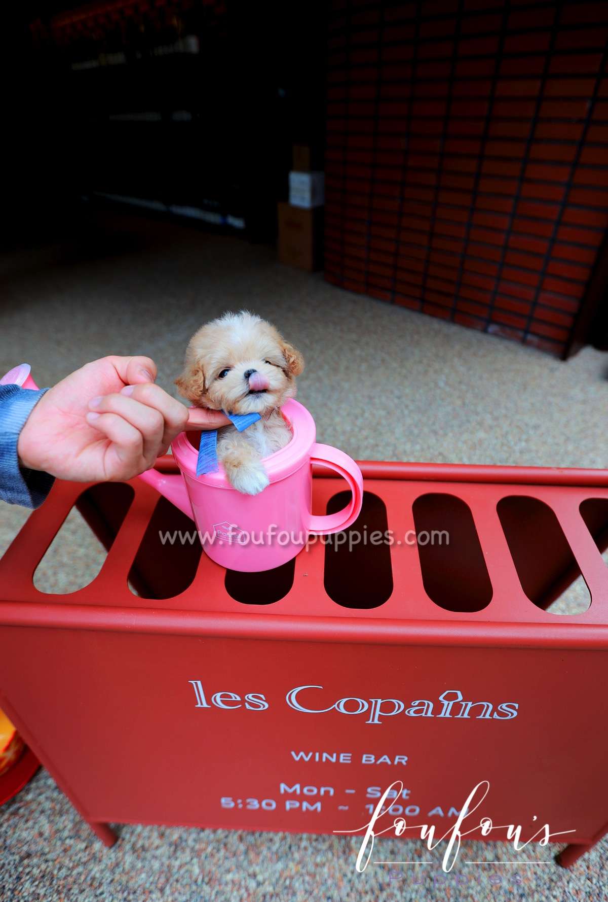 Gotti - Maltipoo M.