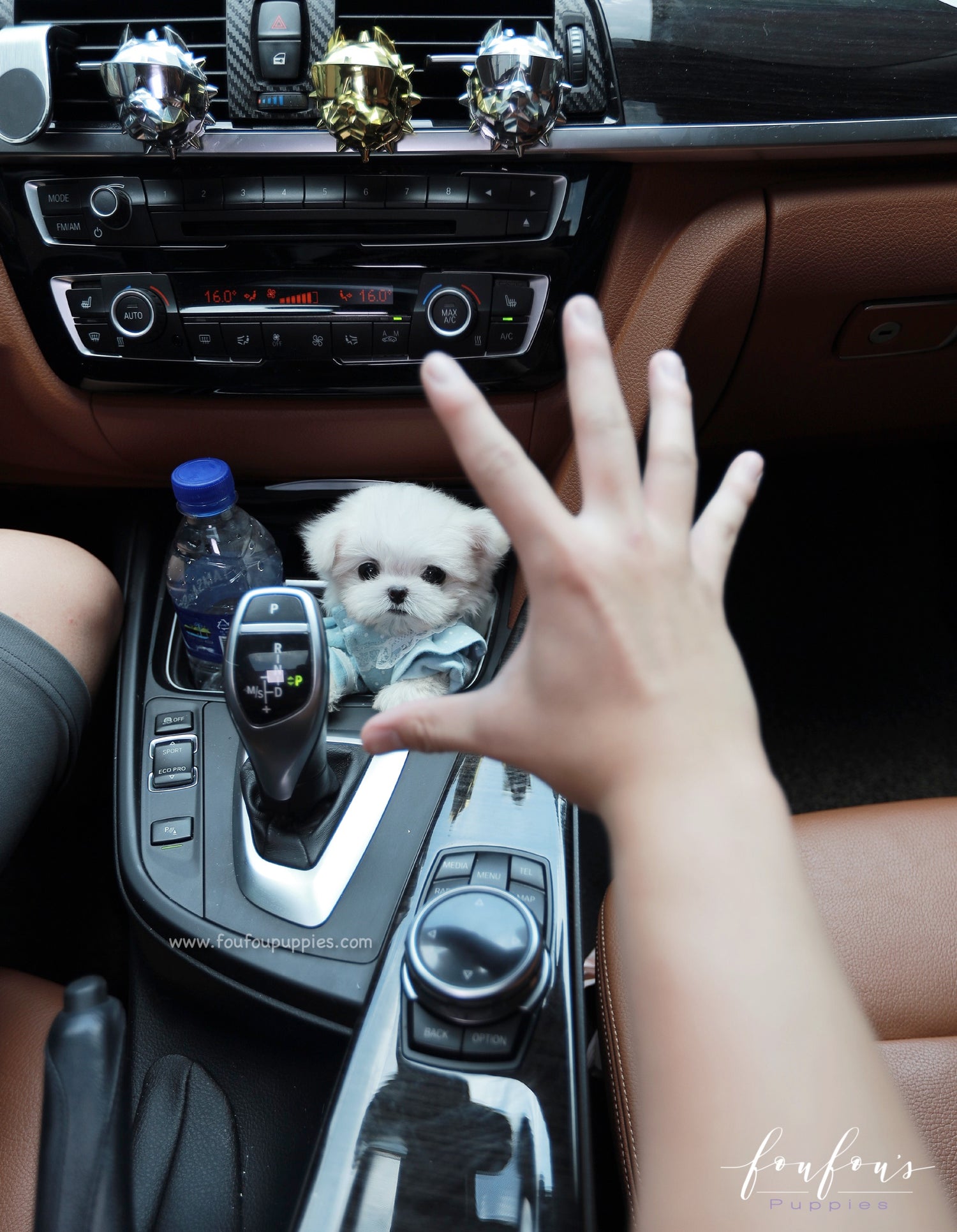 Mochi - Maltese M.