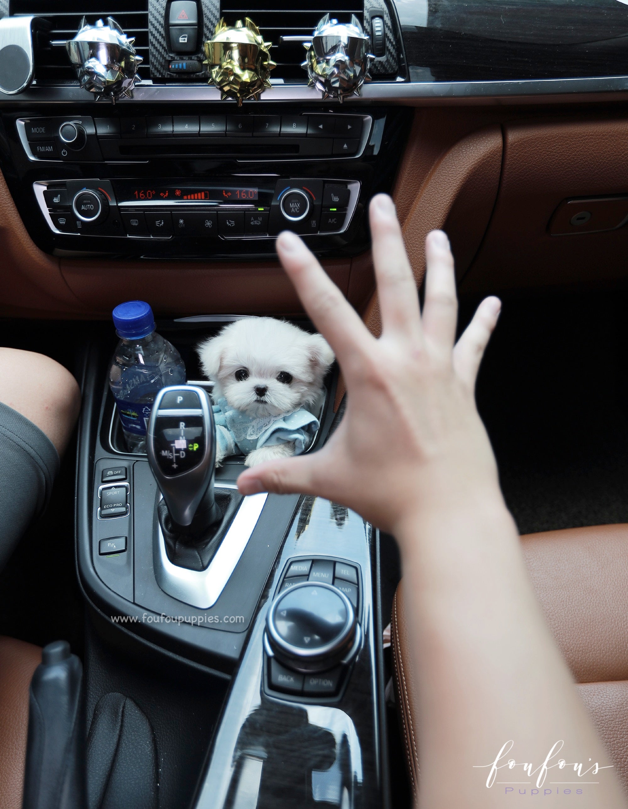 Mochi - Maltese M.
