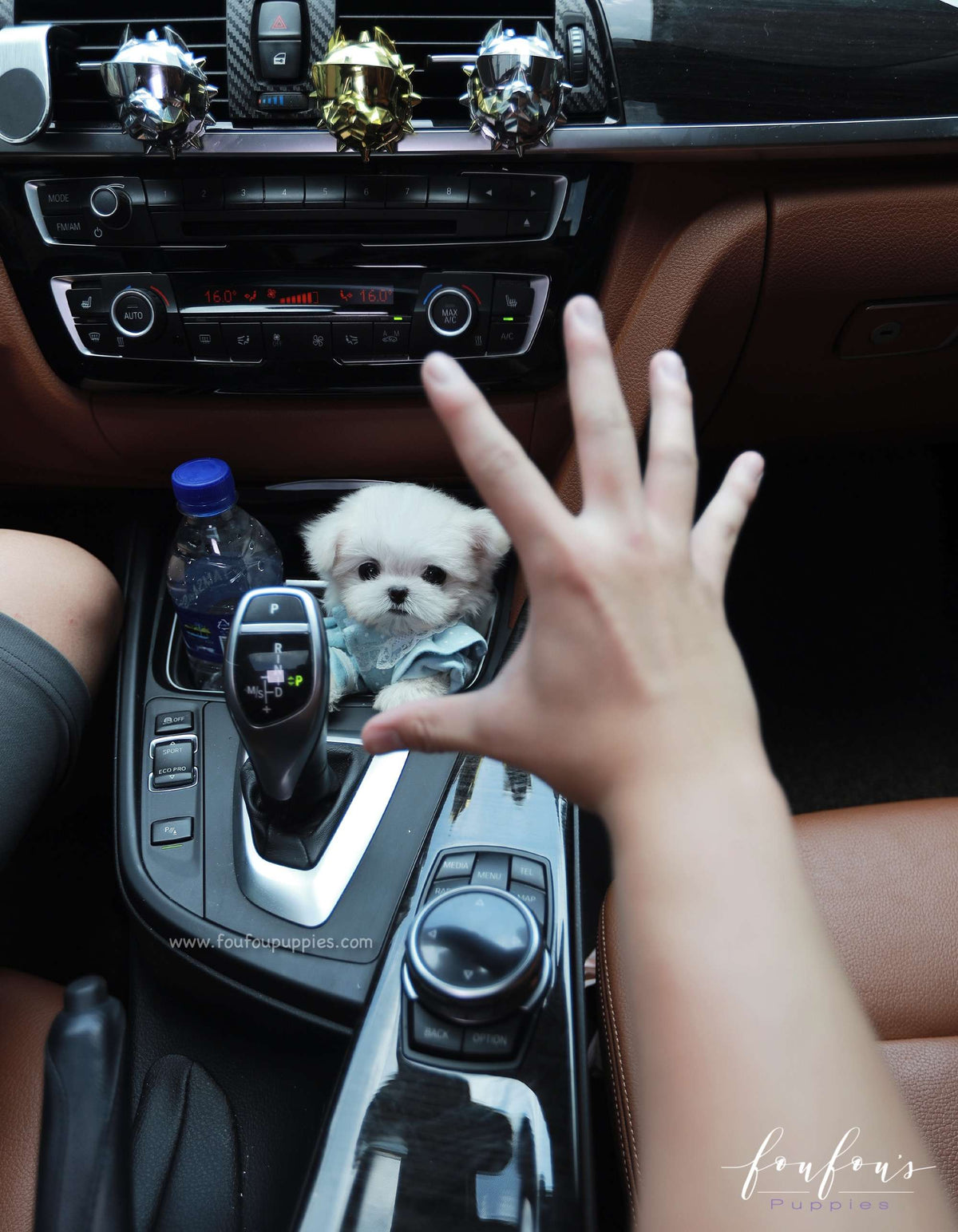 Mochi - Maltese M.