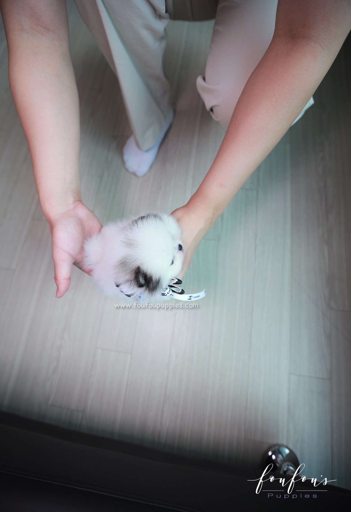 Barbie - Pomeranian F.