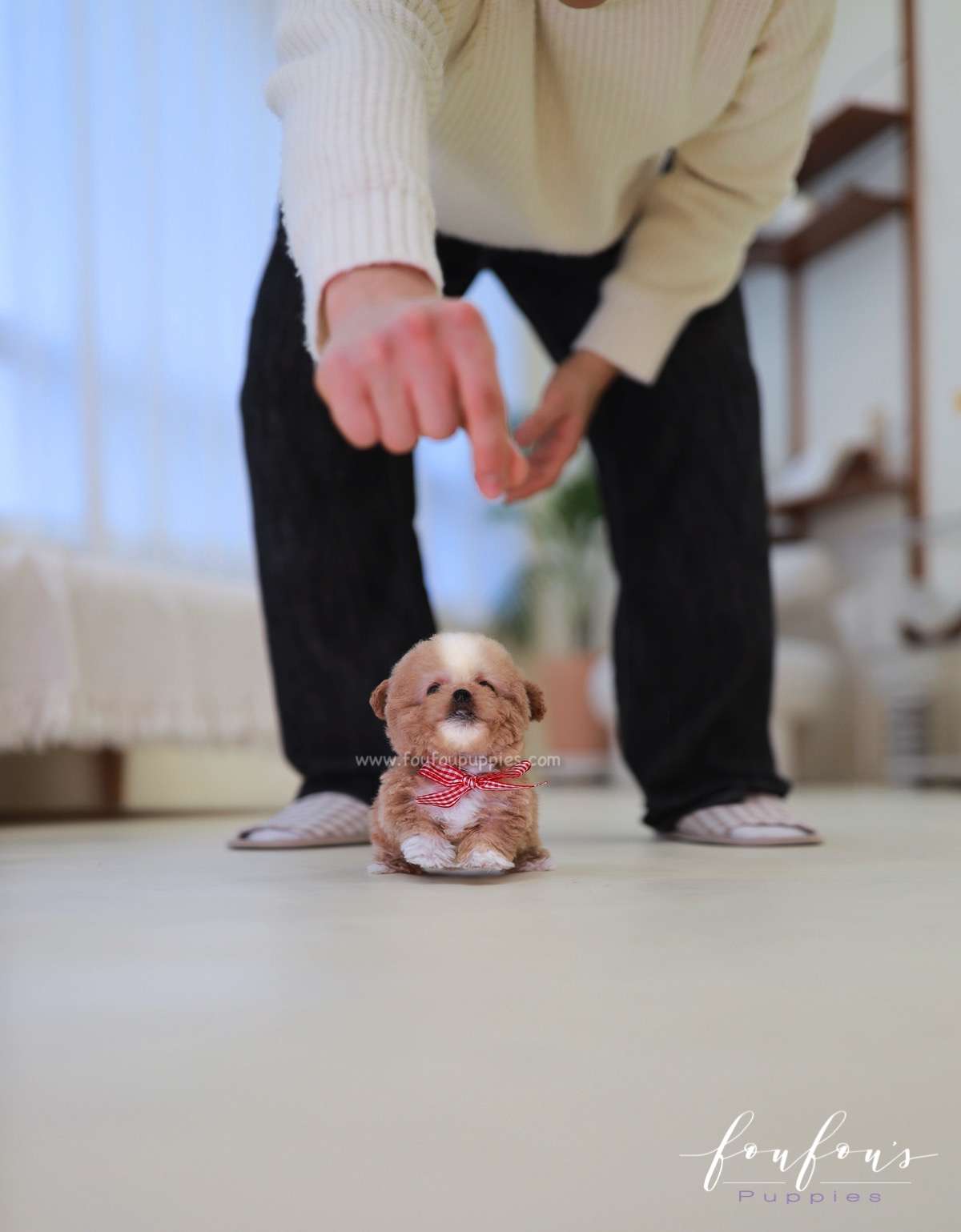 Lilly - Poodle F.