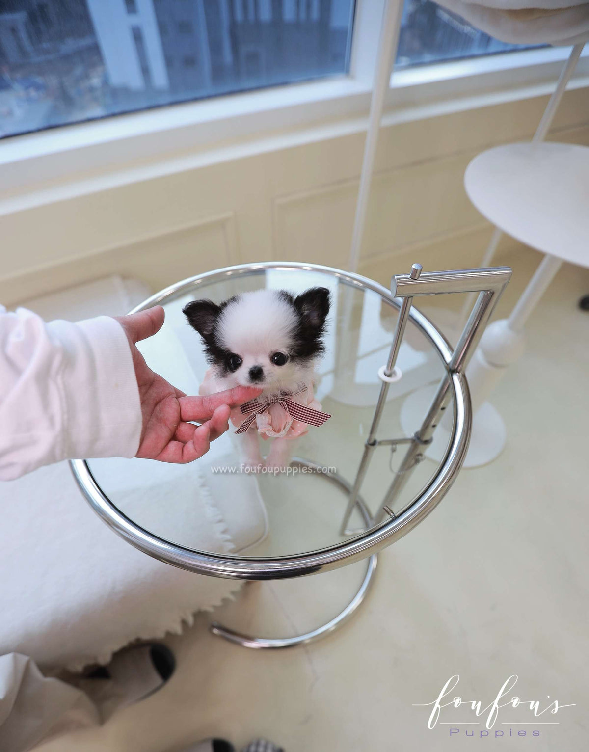 Minnie - Chihuahua F.