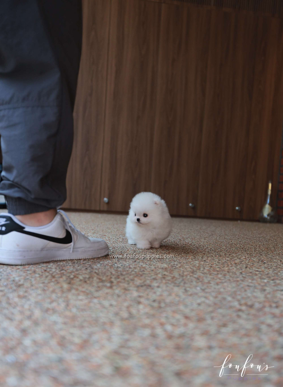 Casper - Pomeranian M.