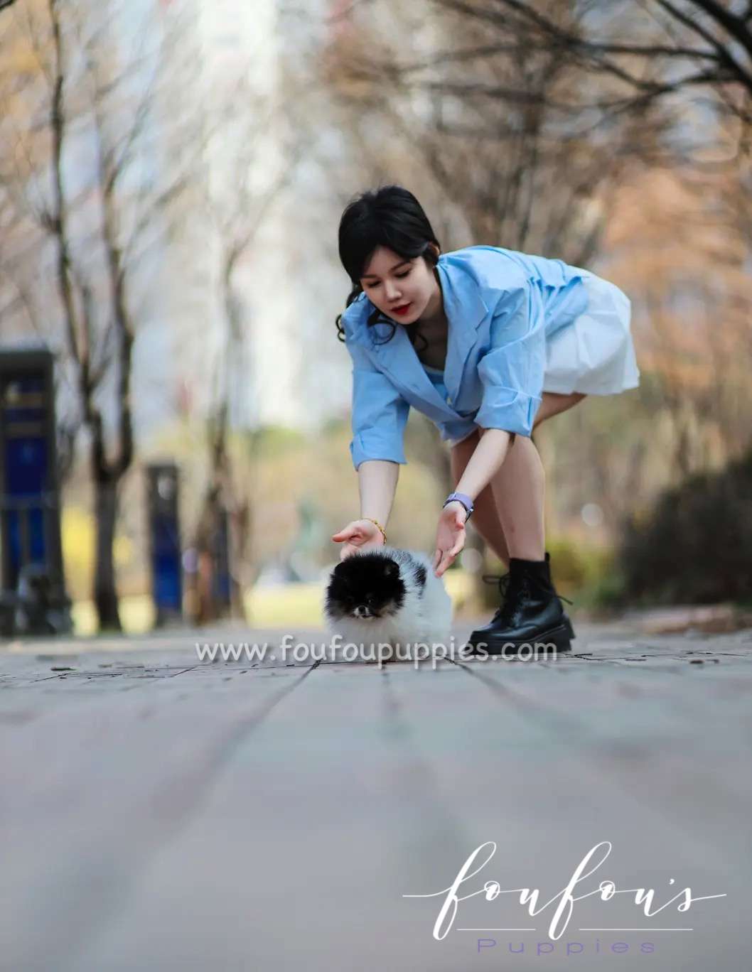 Tika - Pomeranian F.