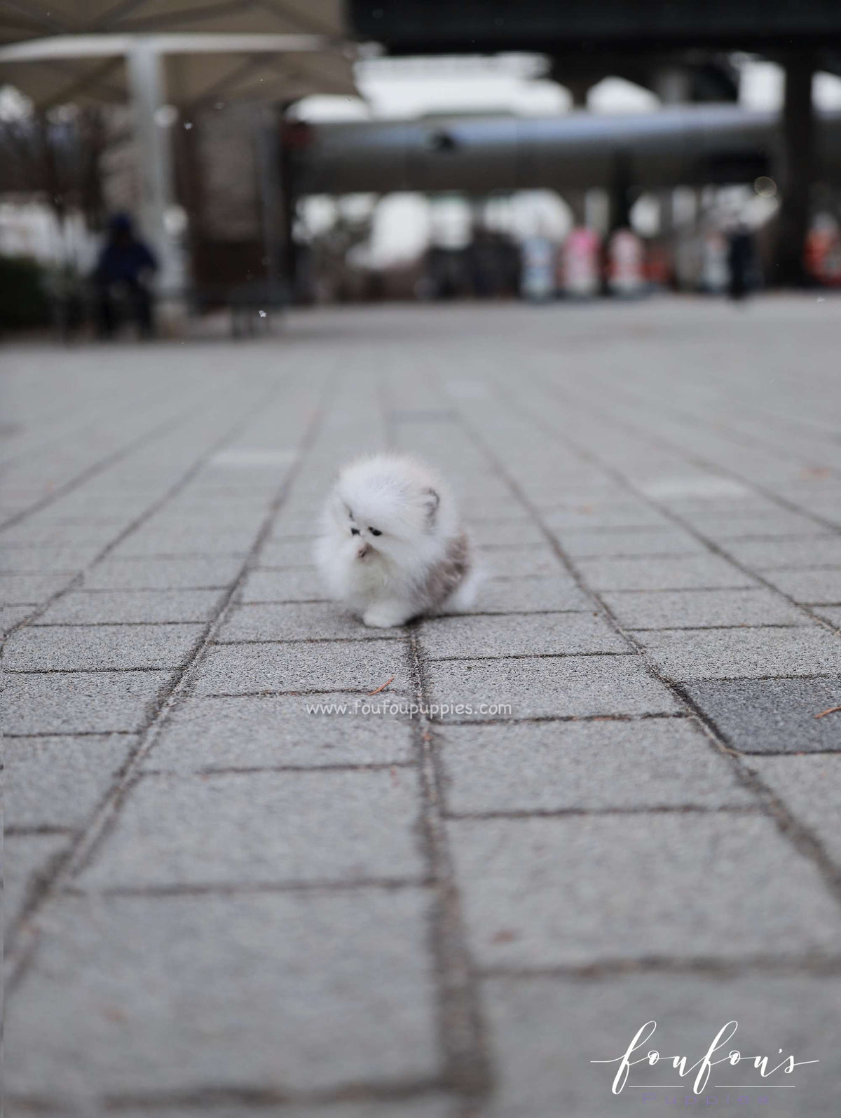 Pucci - Pomeranian M.