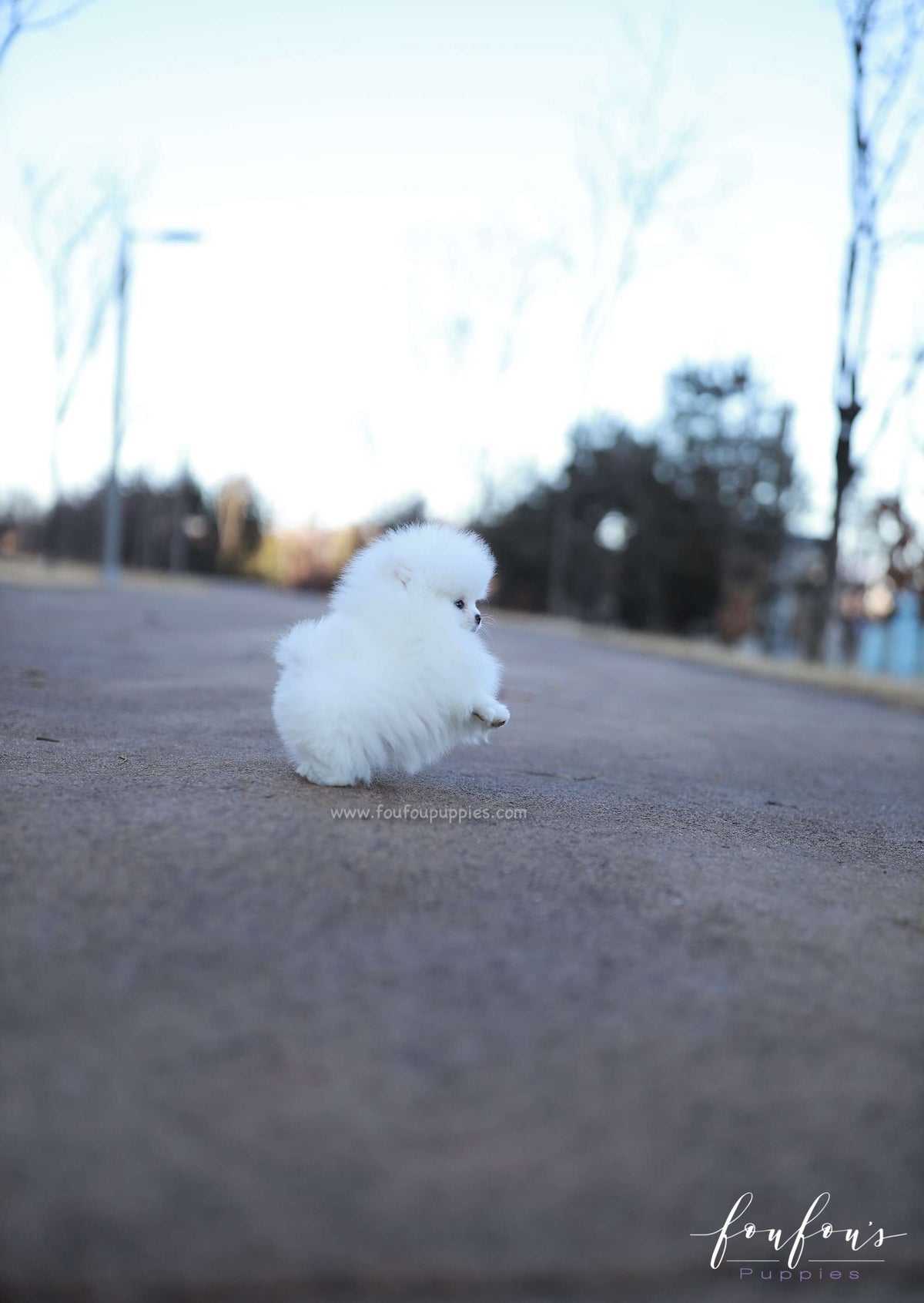 Belle - Pomeranian F.