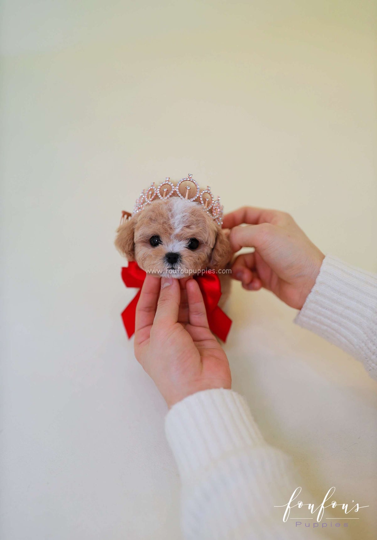 SugarPlum - Maltipoo F.