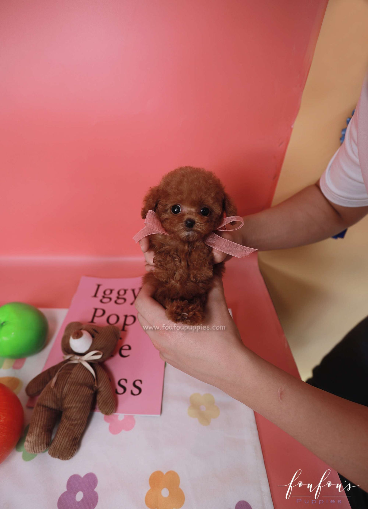 Cinnamon - Poodle F.