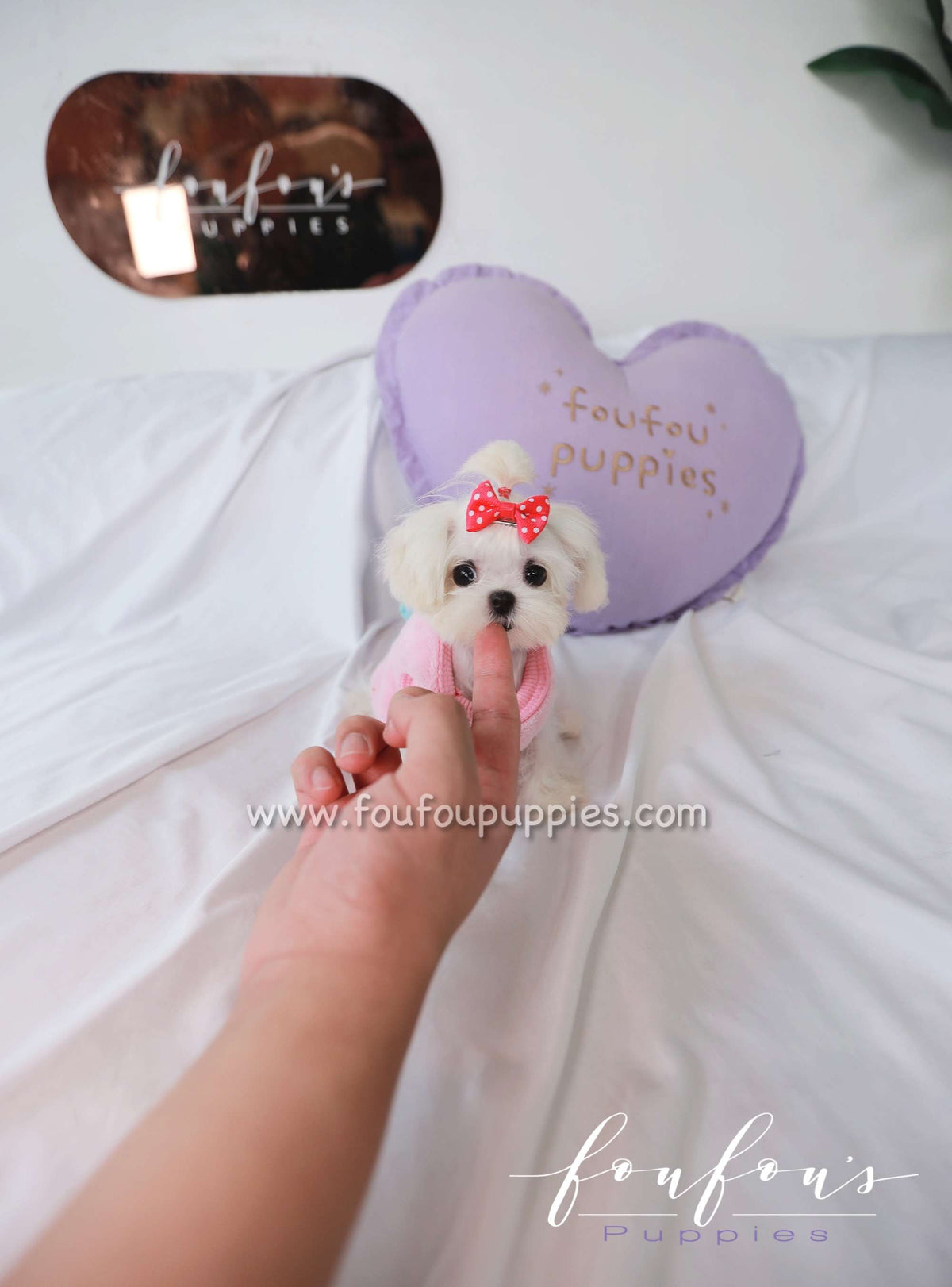Joy - Maltese F.