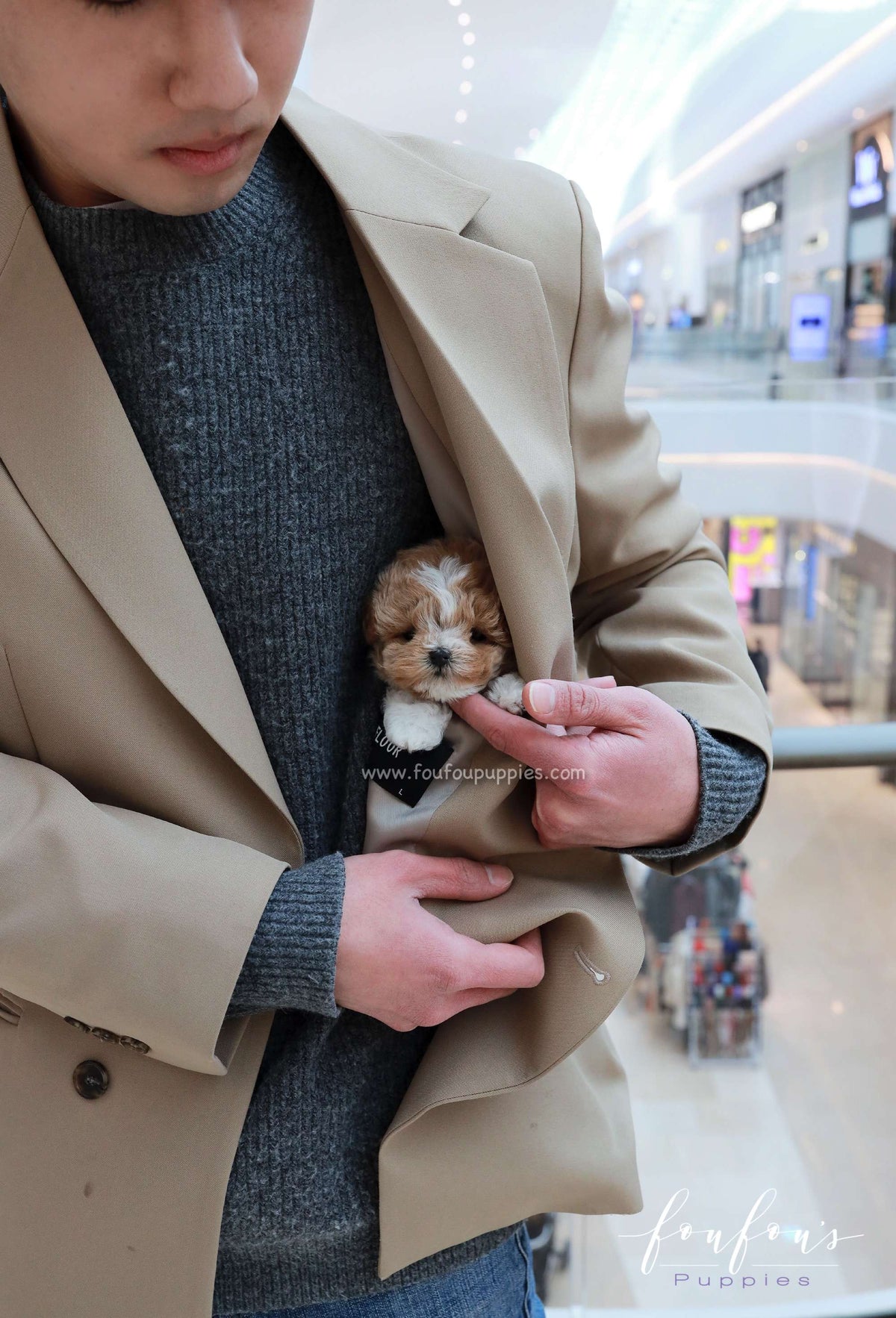 YogiBear - Maltipoo M.