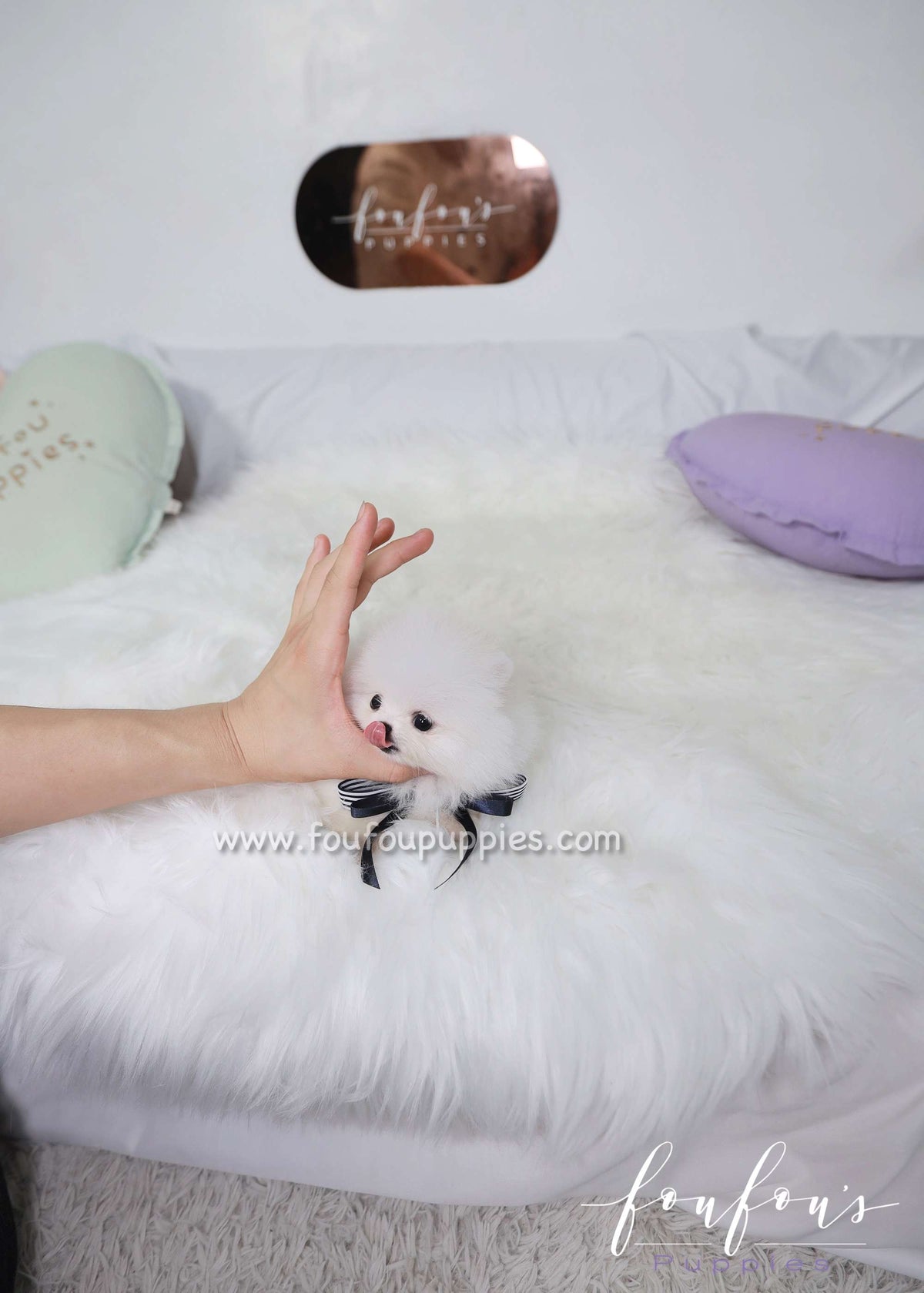 Electra - Pomeranian F.