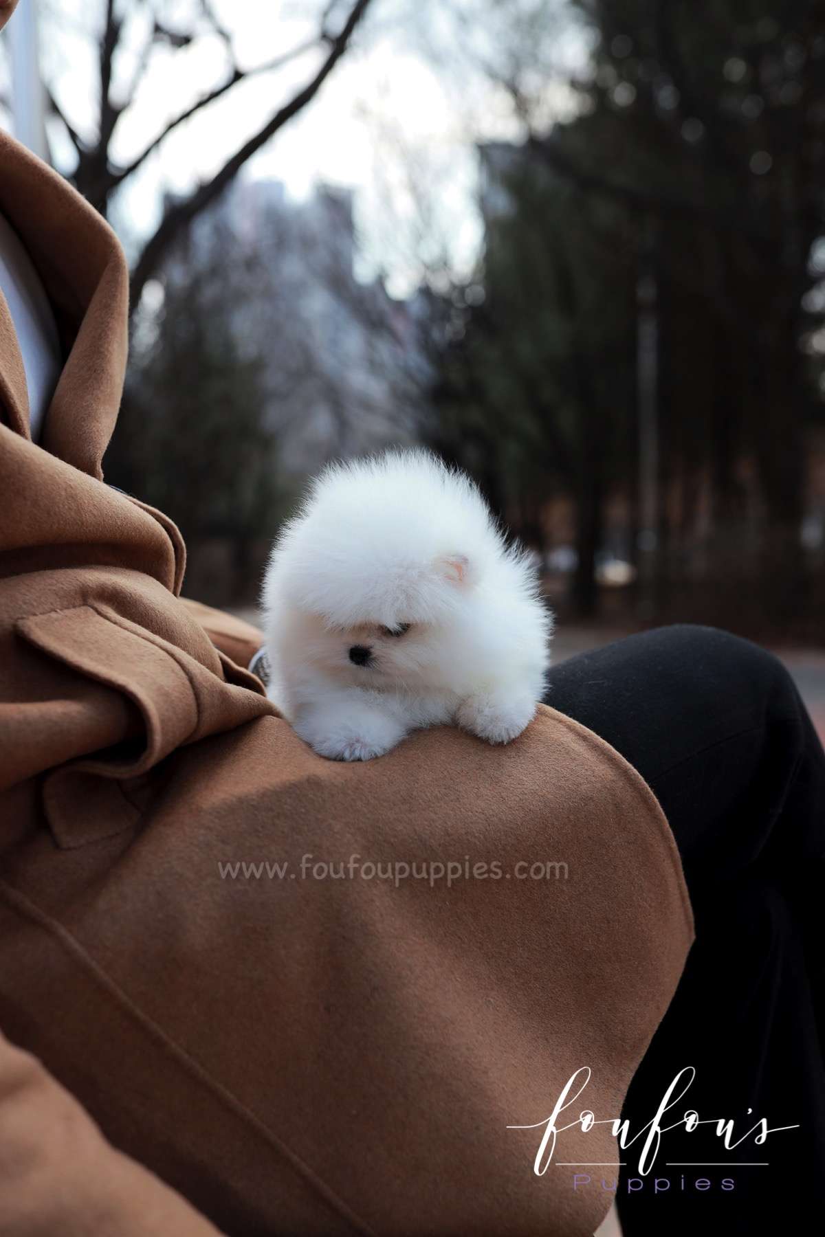 La Jaconde - Pomeranian F.