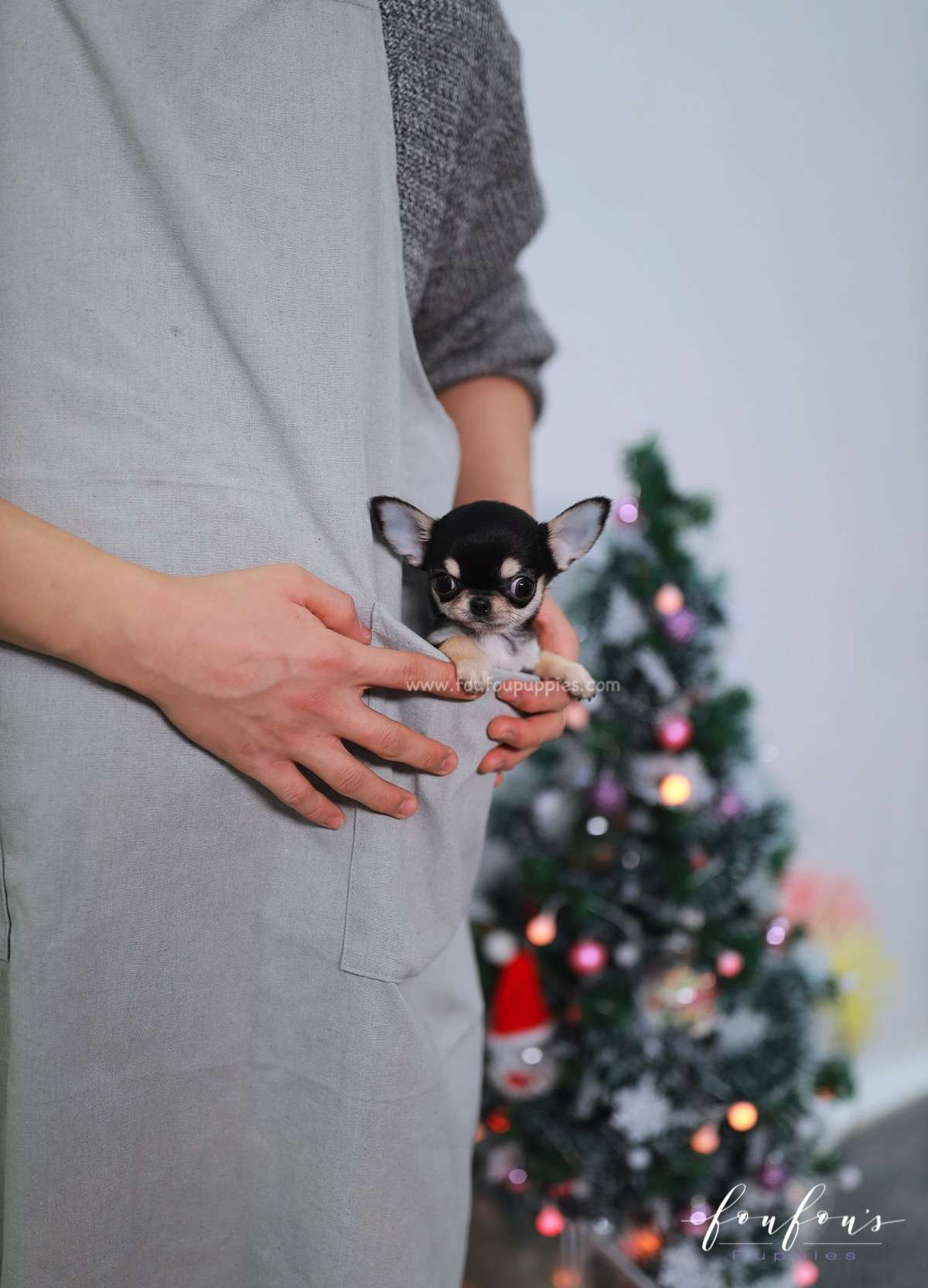Ace - Chihuahua M.