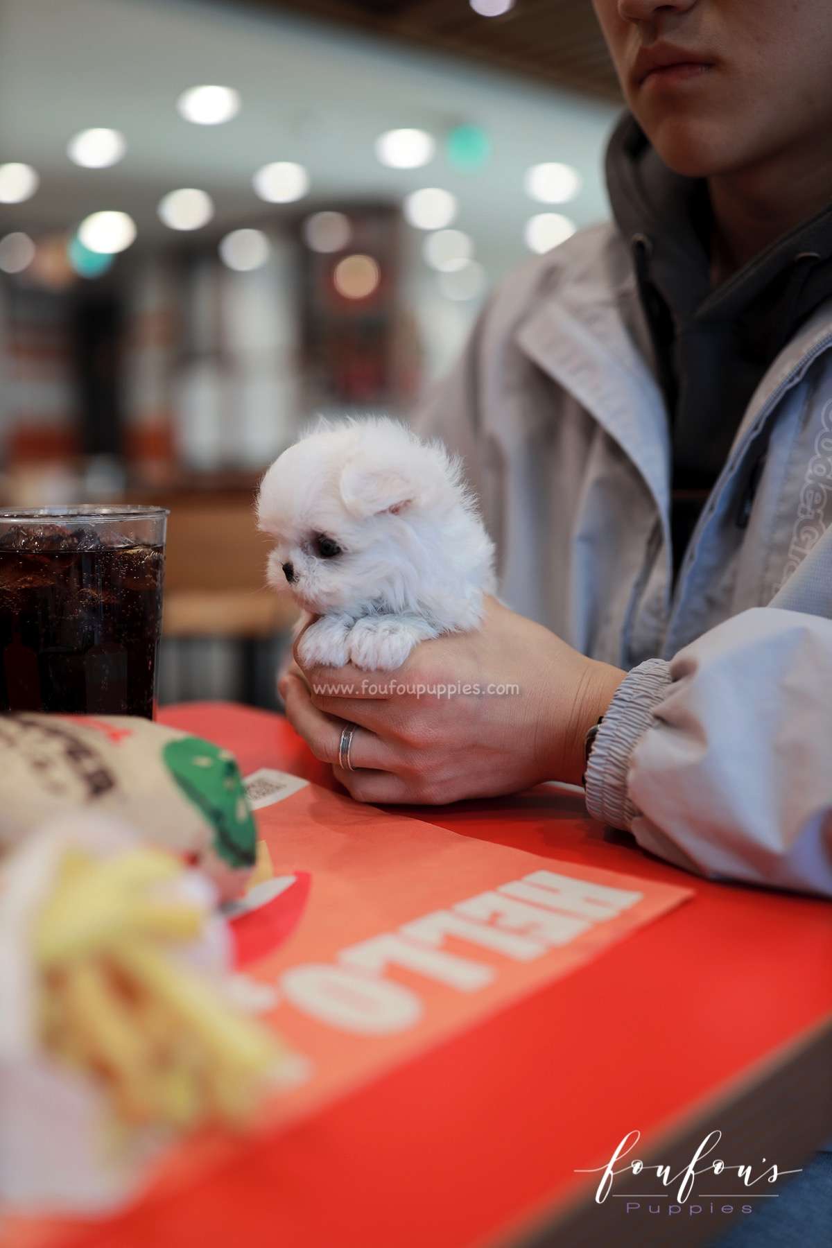 Nelly - Maltese F.