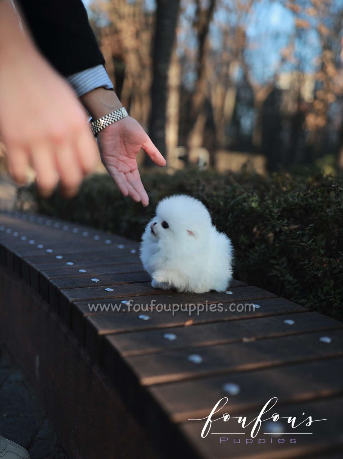Nova - Pomeranian F.